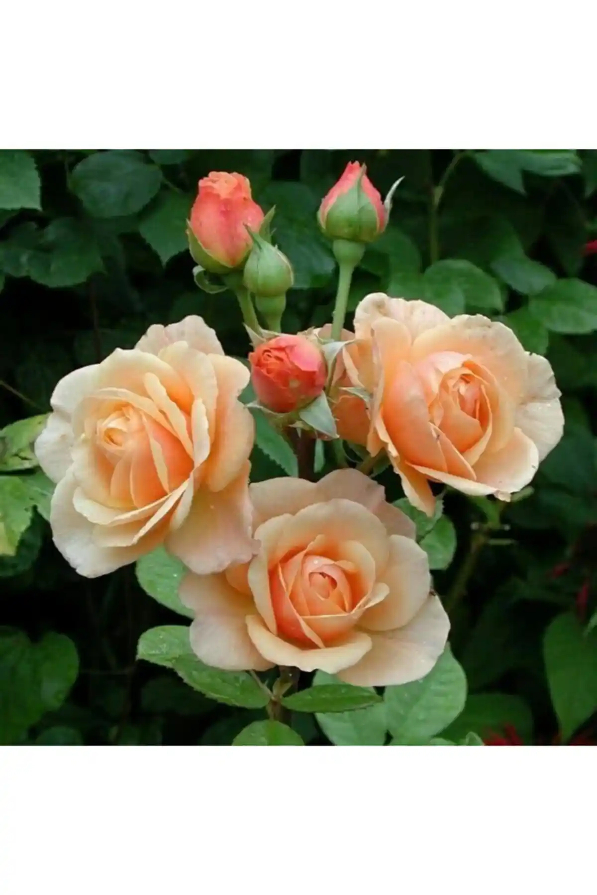 ADA TARIM Kavuniçi Gül Fidanı 1,5 Yaşında Açık Kök ve Kokulu Peyzaj Bitkisi