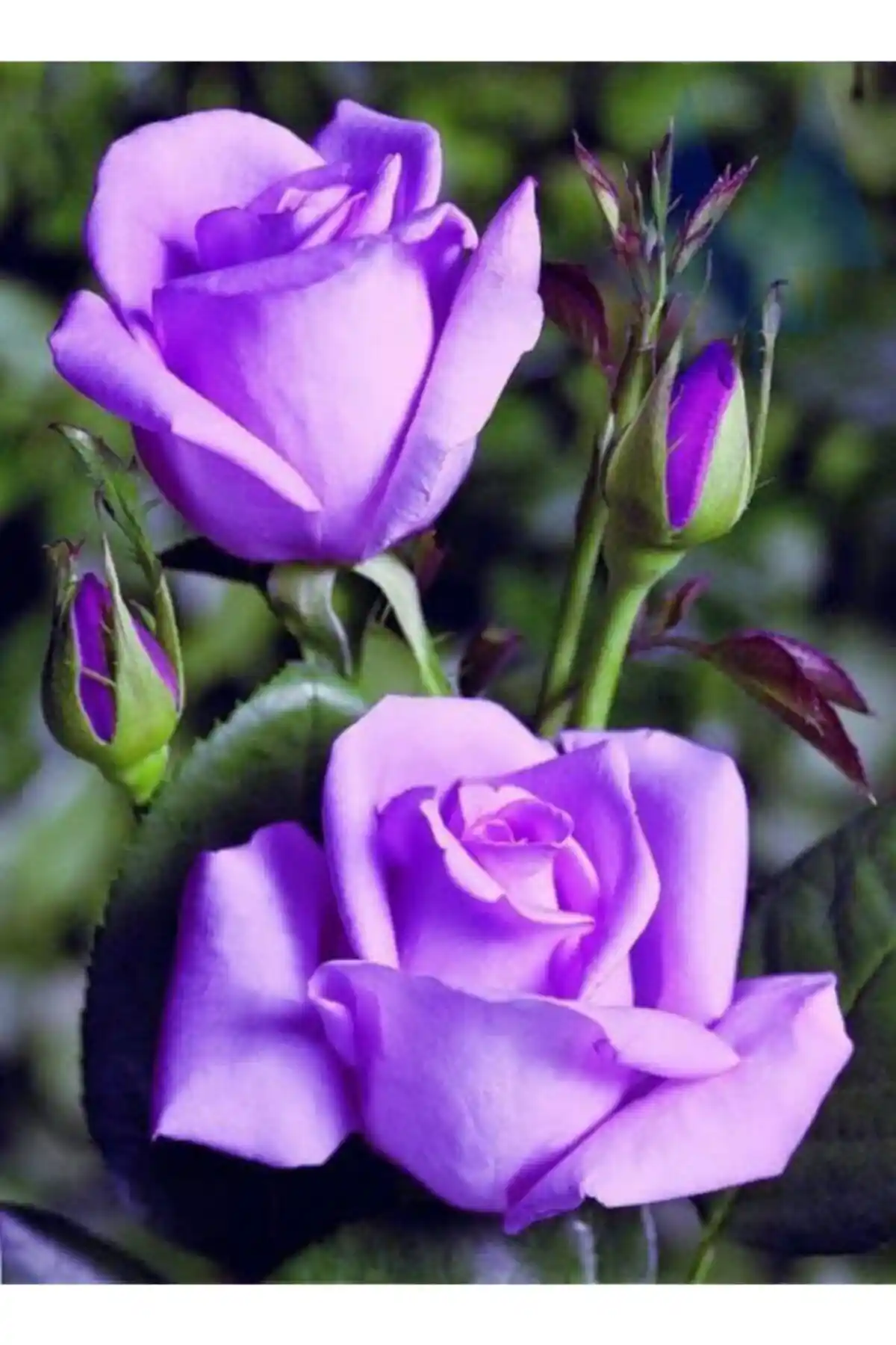 Ada Tarım Lila Yediveren Gül Fidanı - Doğal Güzellik ve Kolay Bakım İçin Mükemmel Seçenek