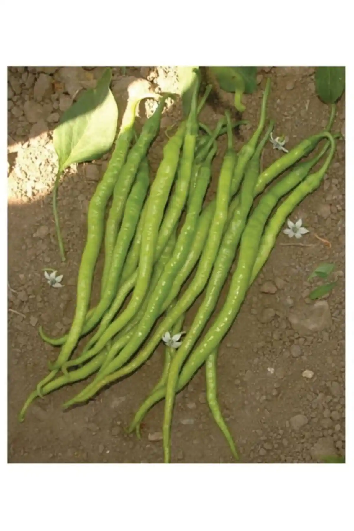AGRODAL TARIM Ata Tohumu: Bölgesel ve Doğal Tatlı Kıl Sivri Biber Tohumu Üretimi ve Özellikleri