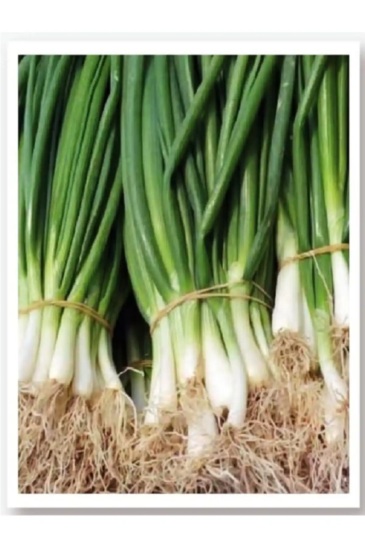 AGRODAL TARIM Ata Tohumu: Doğal ve Organik Sebze Yetiştiriciliği İçin Güvenilir Çözüm