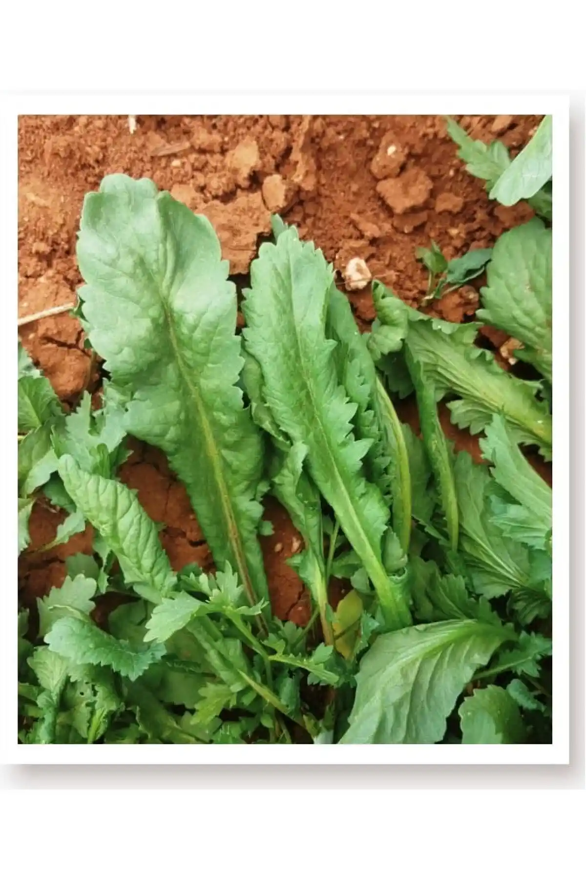 AGRODAL TARIM Ata Tohumu: Doğal ve Sertifikalı Yerli Sebze Tohumu Üreticileri