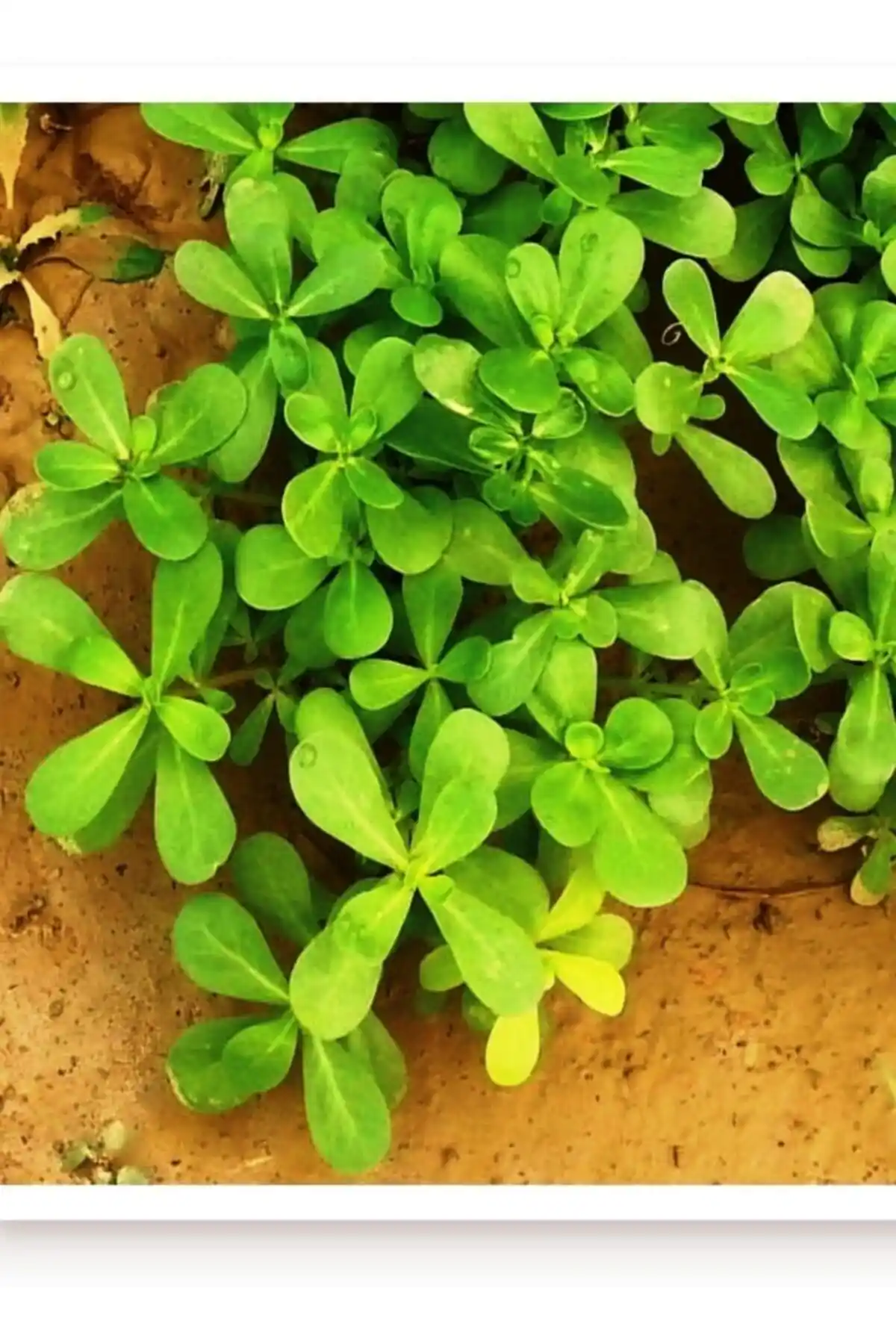 Agrodal Tarım Ata Tohumu ile Organik Semizotu Yetiştirmenin Temel Yolları ve Fırsatları