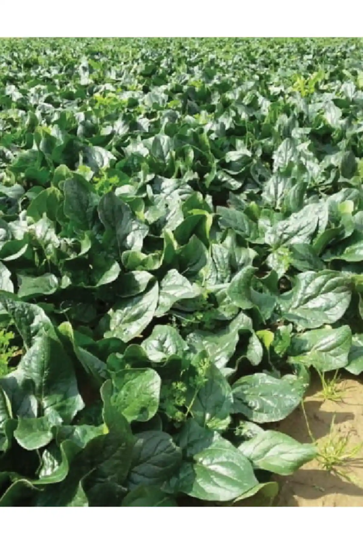 AGRODAL TARIM Ata Tohumu ile Sağlıklı ve Organik Ispanak Yetiştirmenin Yolları