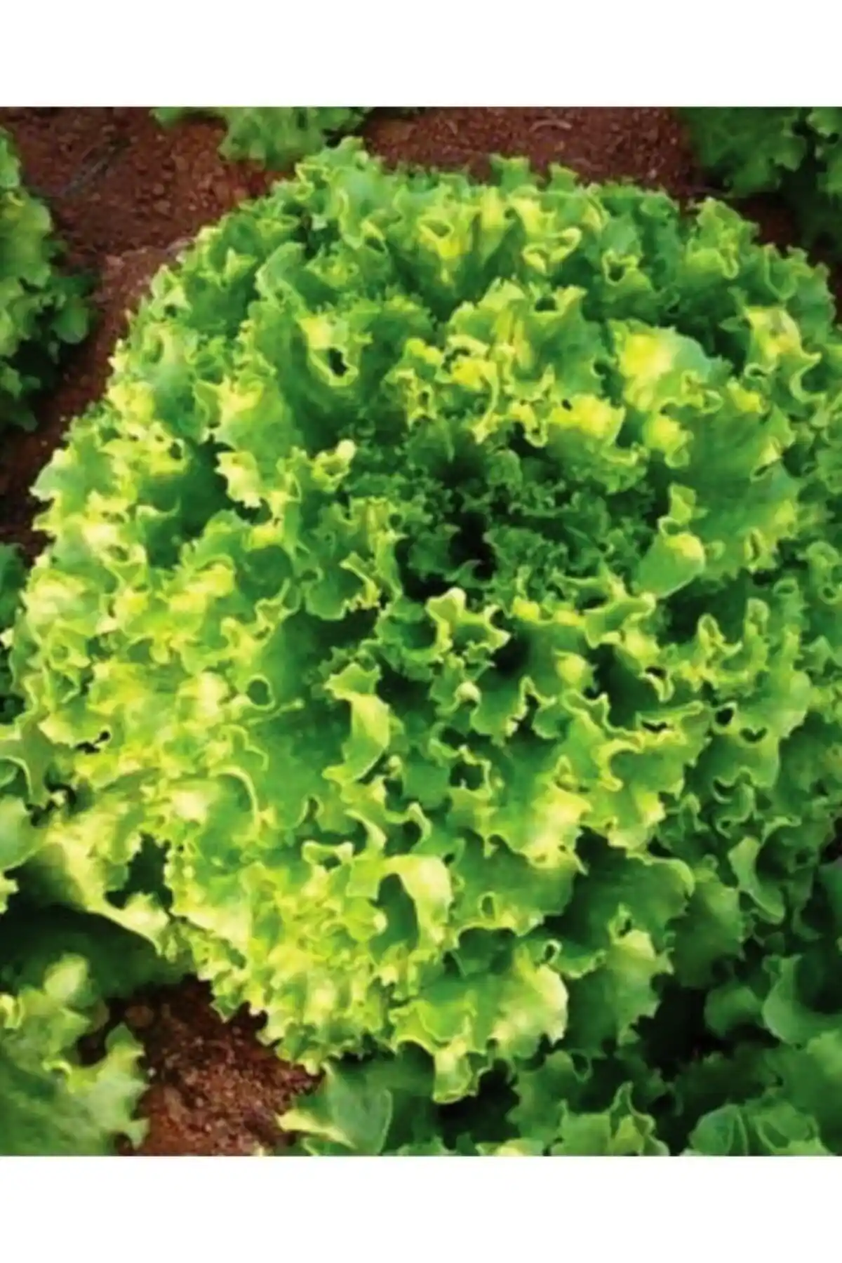 AGRODAL TARIM Ata Tohumu Kıvırcık Marul Tohumu Organik ve Doğal Yetiştiricilik İçin