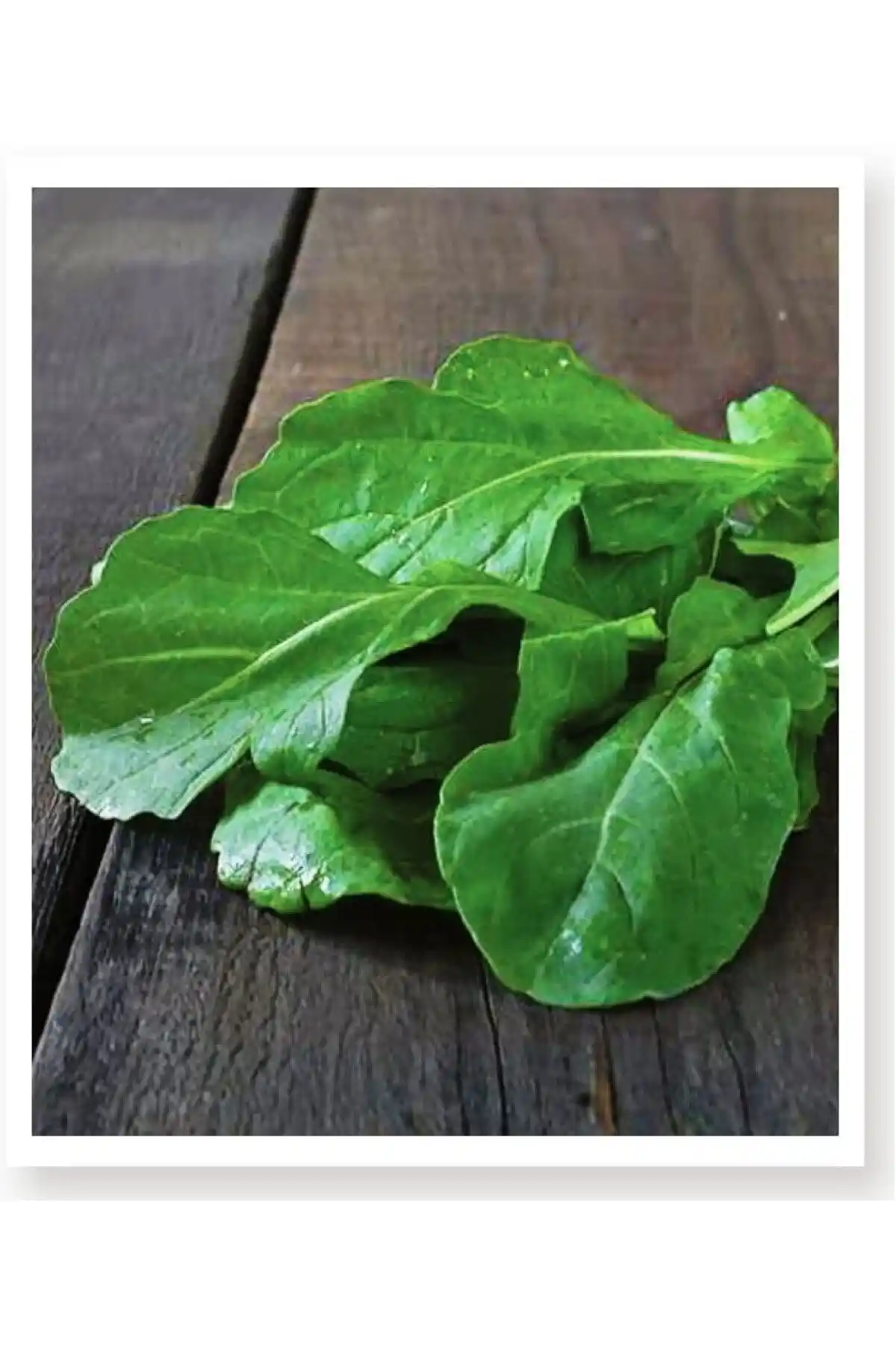 AGRODAL TARIM Ata Tohumu Yerli Yeşillik Doğal Roka Tohumu Sağlıklı ve Güvenilir Organik Sebze Yetiştiriciliği