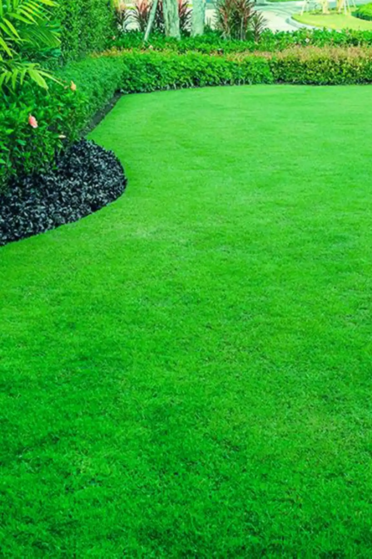 AGROERA Özel 6'lı Karışım Çim Tohumu Bahçe ve Peyzaj İçin Dayanıklı ve Estetik Çim Seçeneği