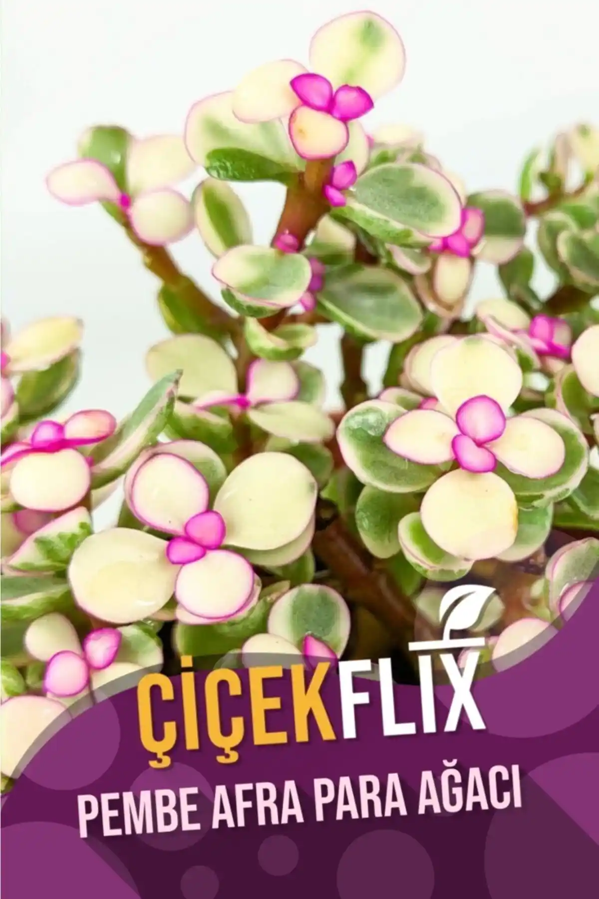 Alacalı Pembe Çiçek Açan Afra Para Ağacı Mini Boy 5.5 cm İç Mekan ve Dekorasyon