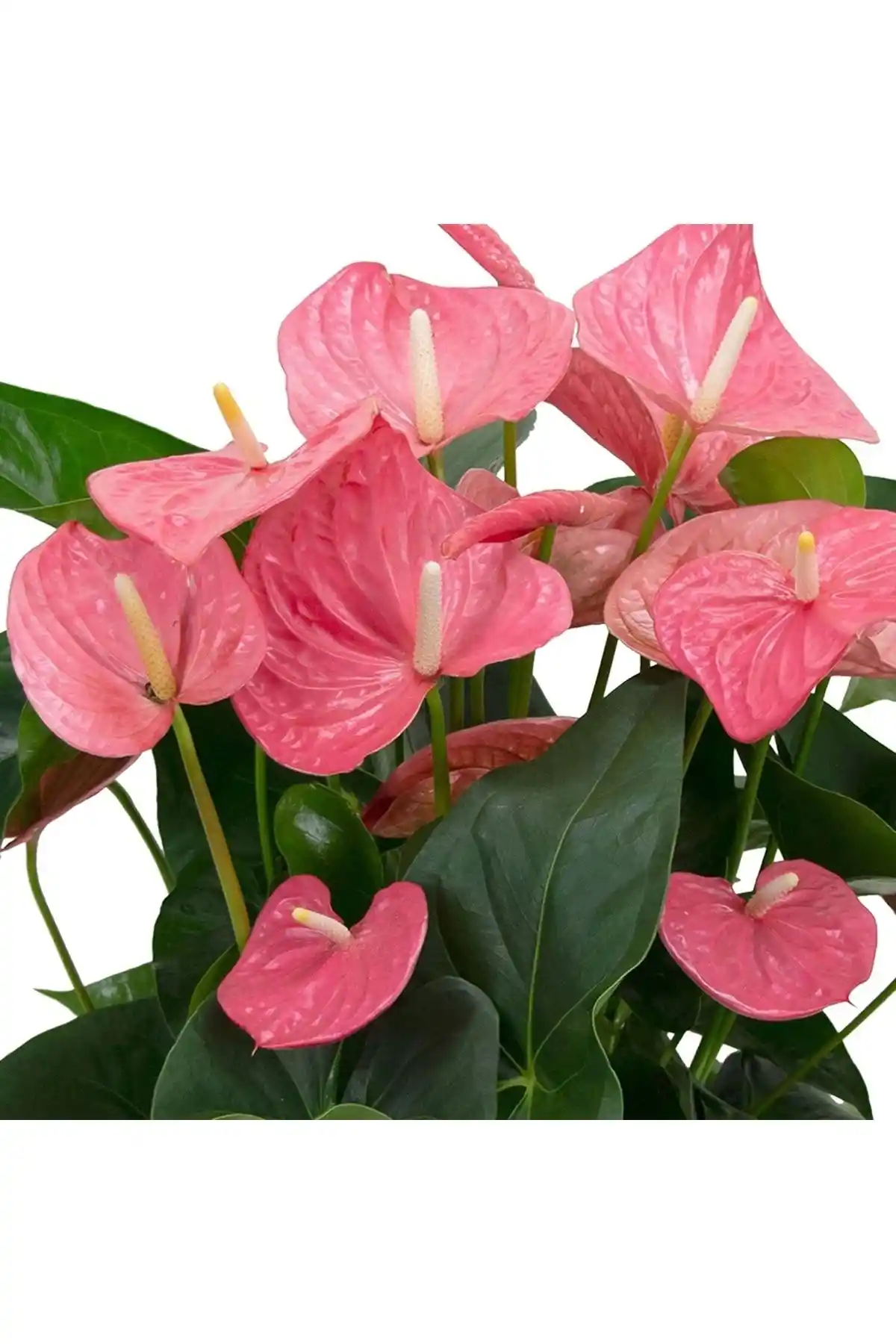 Anthurium Flamingo Çiçeği Fidesi: Pembe Renkli Saksılı Bitki İç Mekan Dekorasyonu İçin