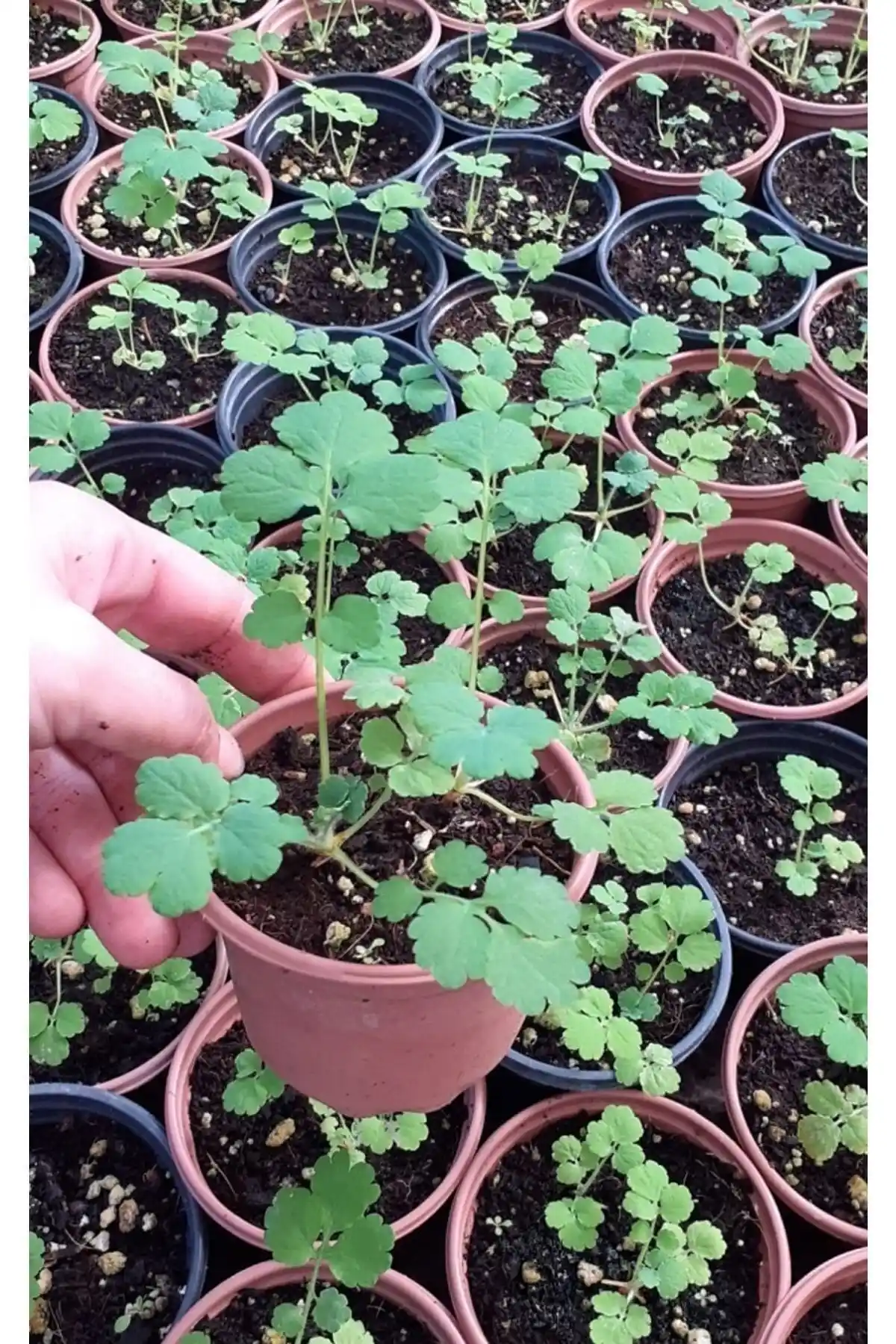 Artemisiatıbbibitki Kırlangıç Otu Fidesi: Doğal Şifa Kaynağı ve Bakım İpuçları