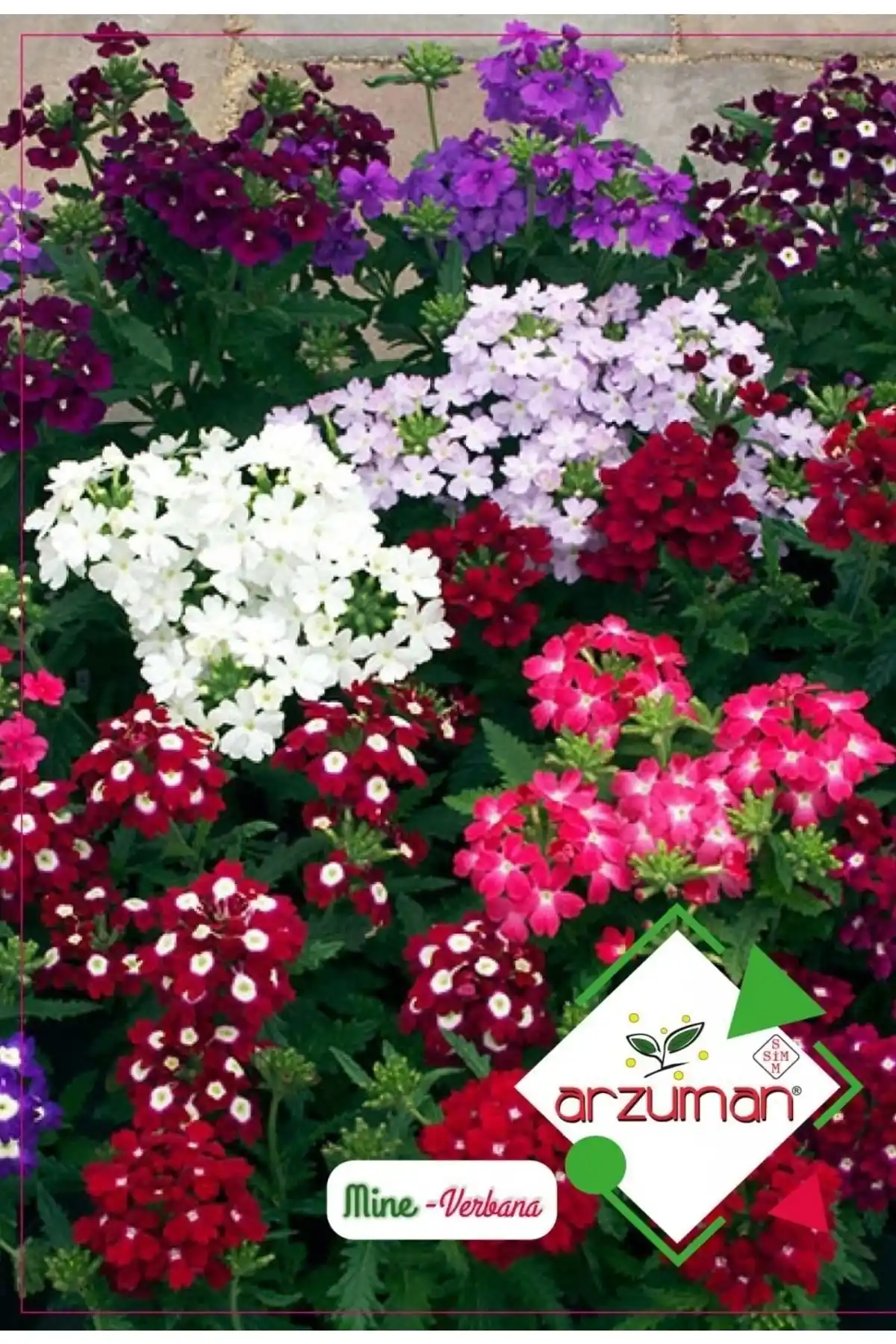 Arzuman Mine Çiçeği Tohumu 50 Adet Karışık Renkli Çok Yıllık Dekoratif Bitki