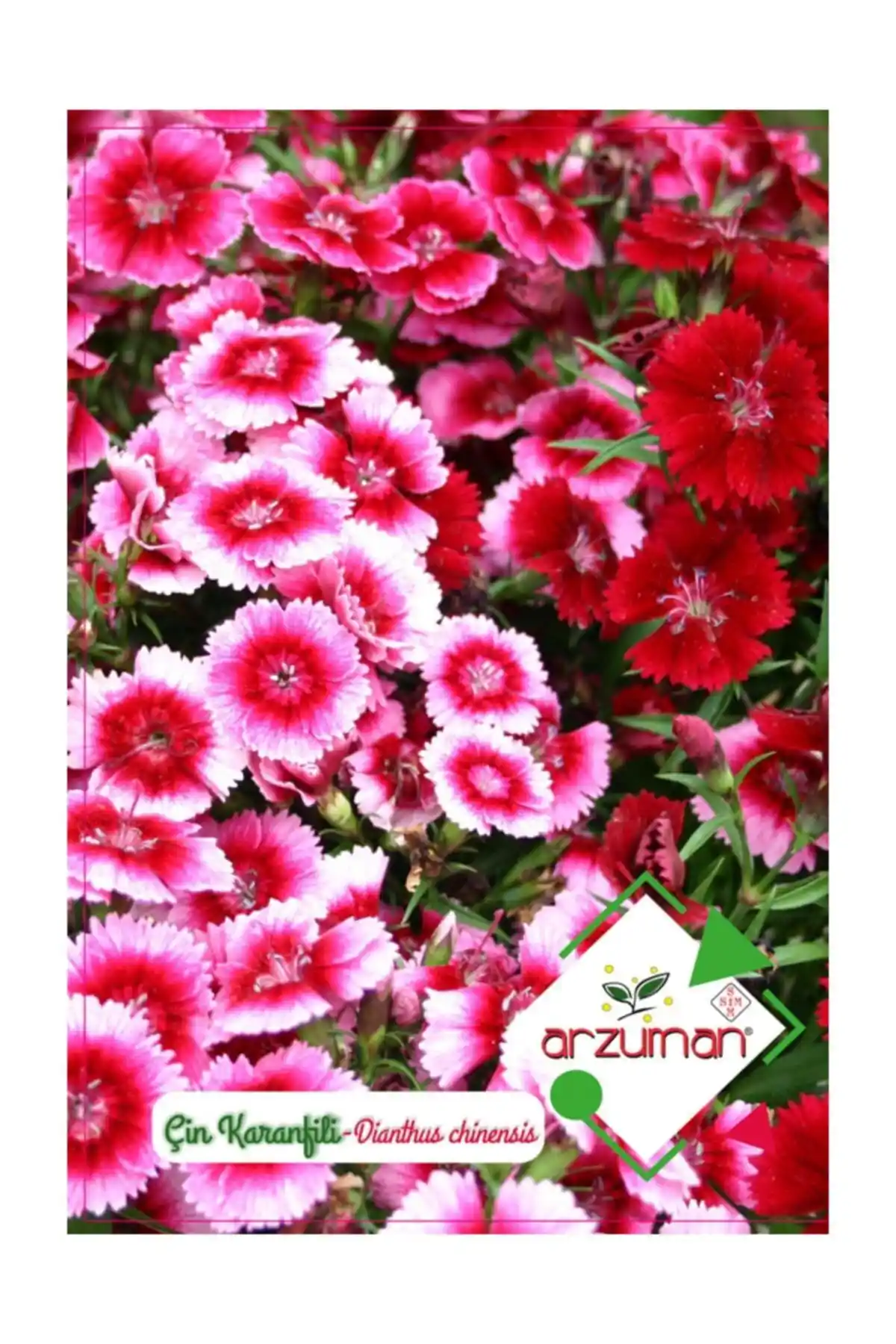 Arzuman Tohum Çin Karanfili Çiçeği Tohumu: Bahçe ve İç Mekan Dekorasyonu İçin Uygun