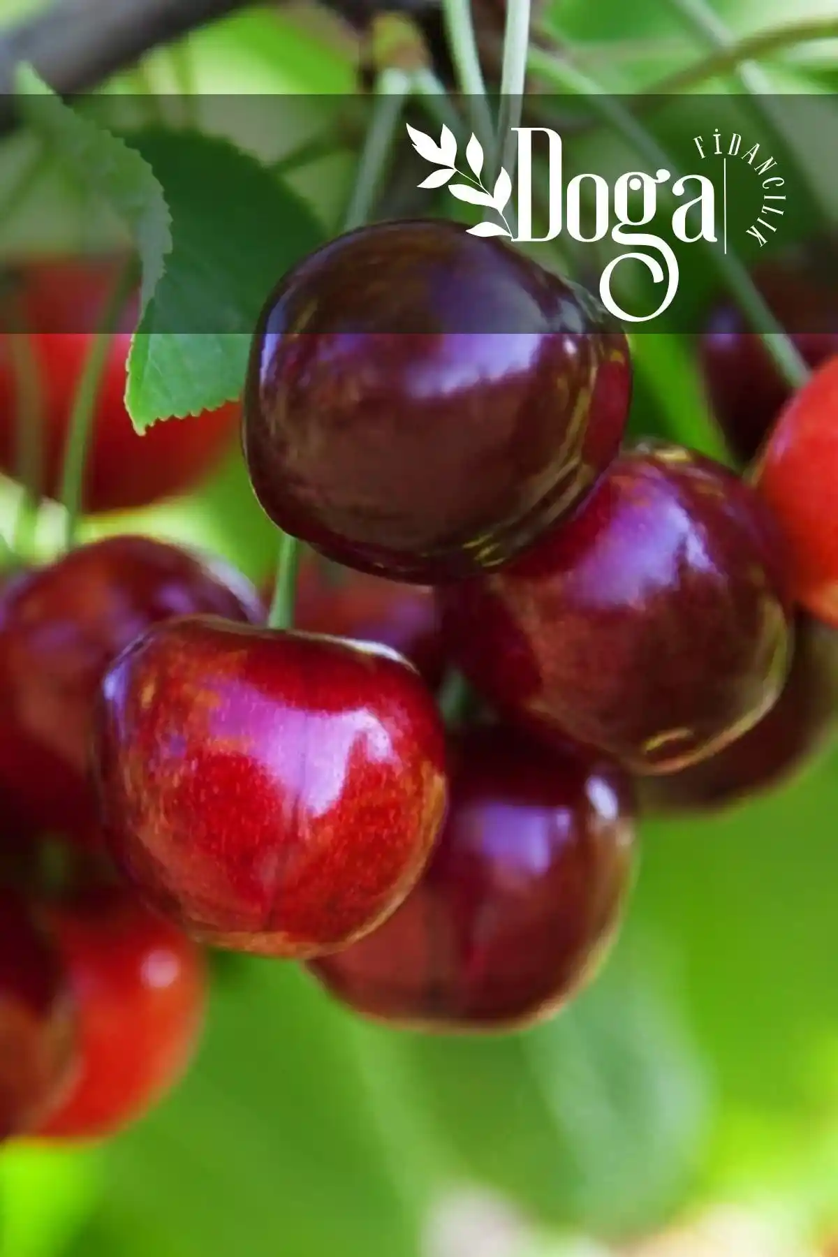 Aşılı Napolyon Kiraz Fidanı: Dayanıklı, Verimli ve Estetik Meyve Bahçeleri İçin Uygun