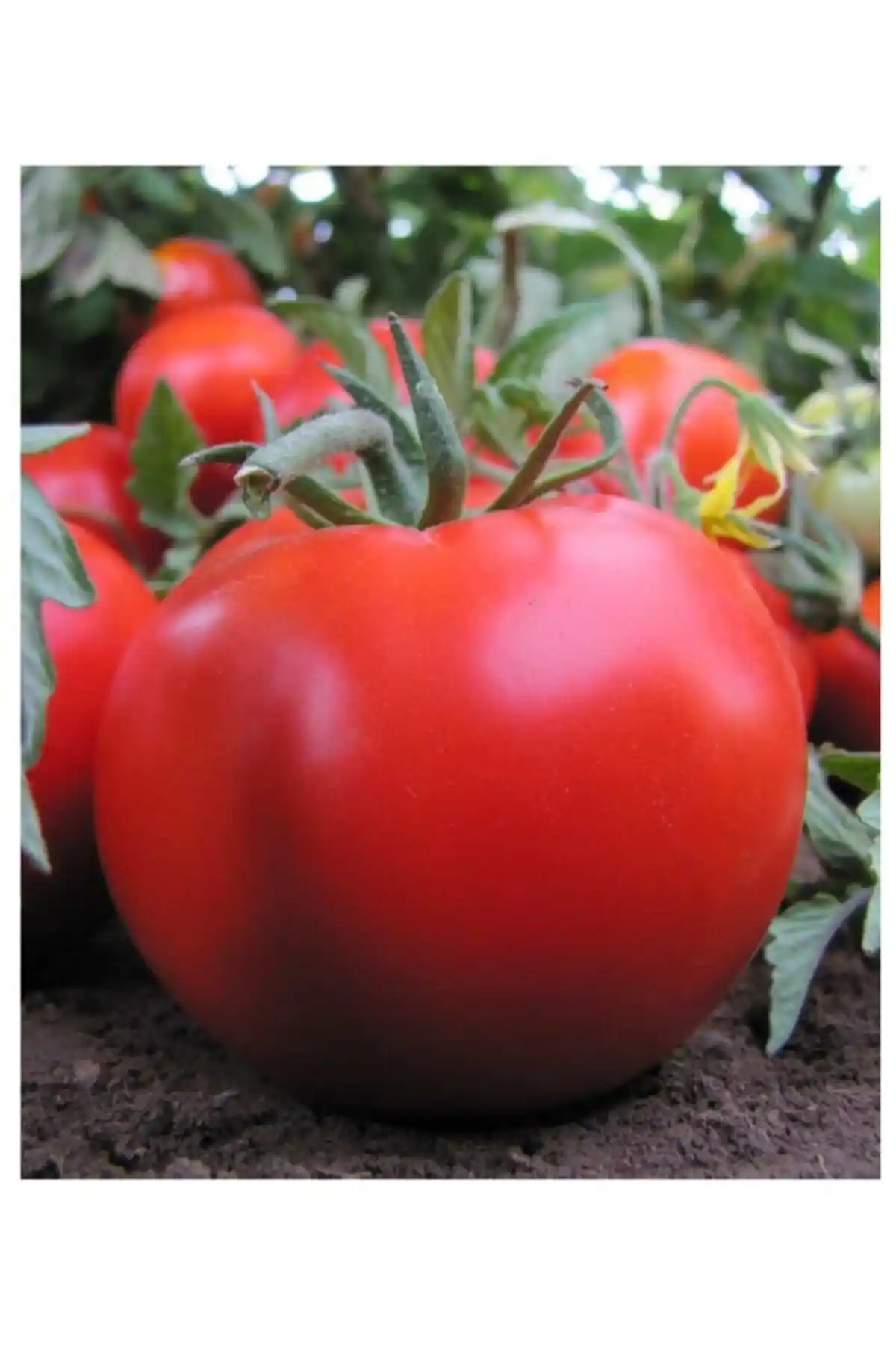 Ata Tohumu ile Organik Domates Yetiştirmenin Yöntemleri ve Faydaları