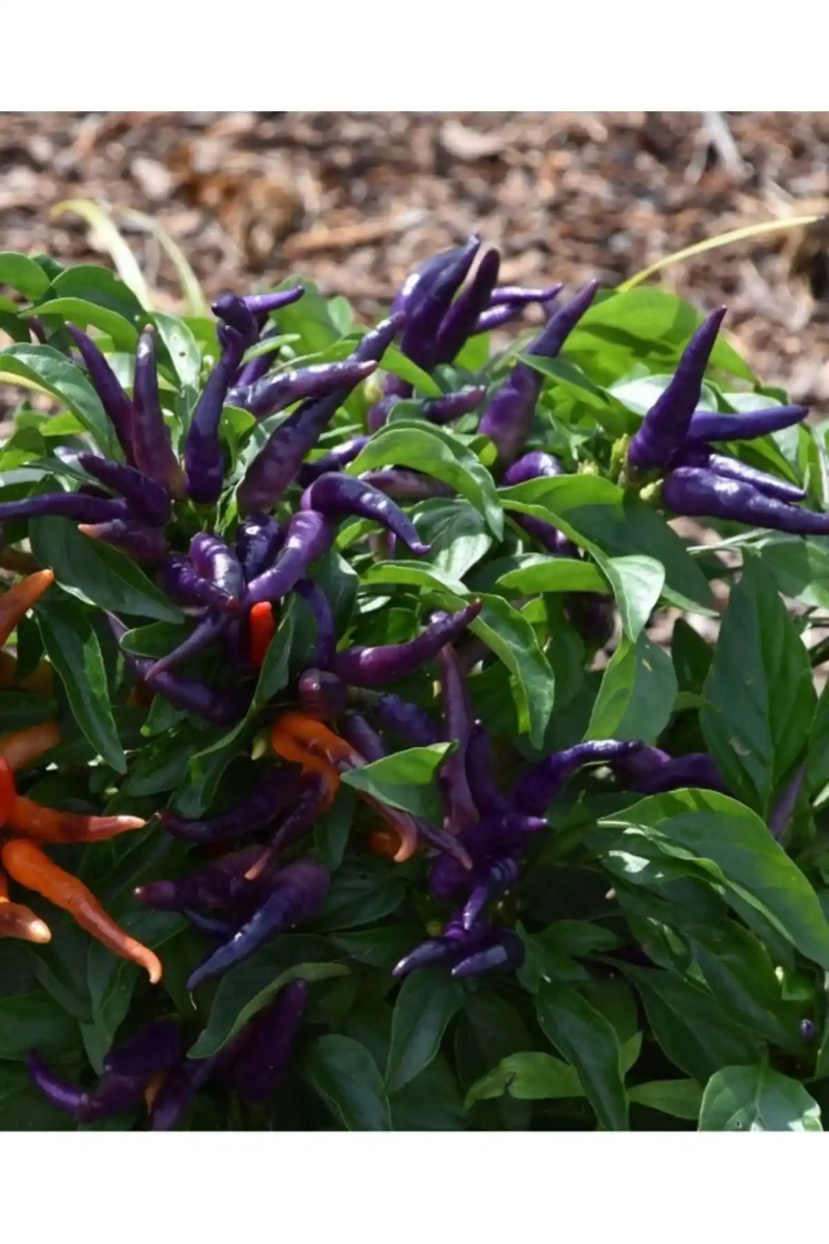 Ata Tohumu Yerli Doğal Acı Mor Cin Biberi Tohumu - Sürdürülebilir ve Organik Tarım İçin