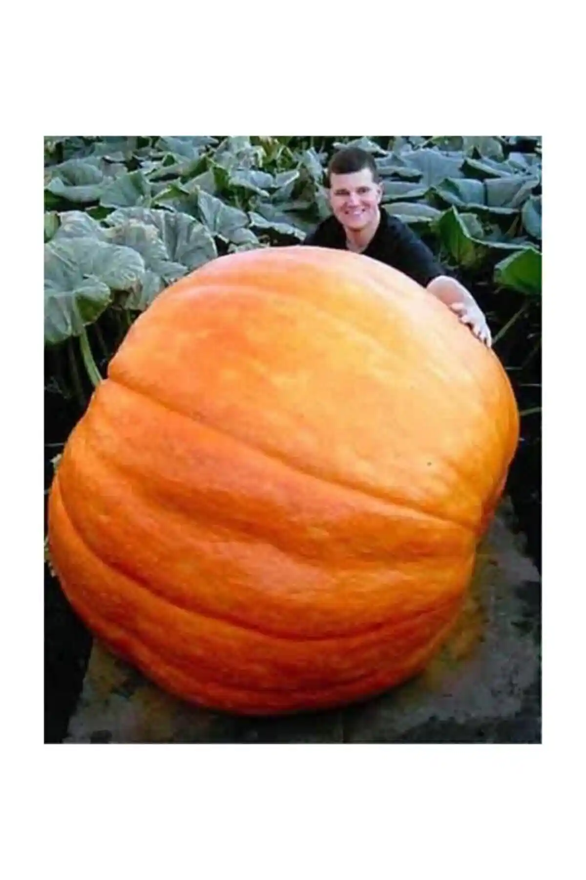 Atlantik Giant Bal Kabağı Tohumu: Büyük boyutlu ve verimli sebze yetiştirme rehberi