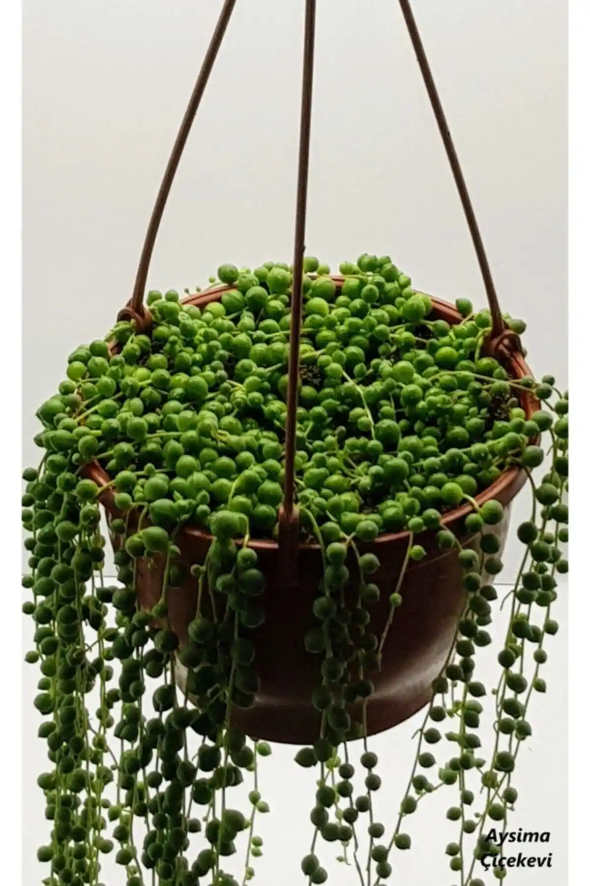 Aysima Çiçekevi Tesbih Çiçeği: Doğal ve Estetik Sukulent Bitki Satışı Türkiye