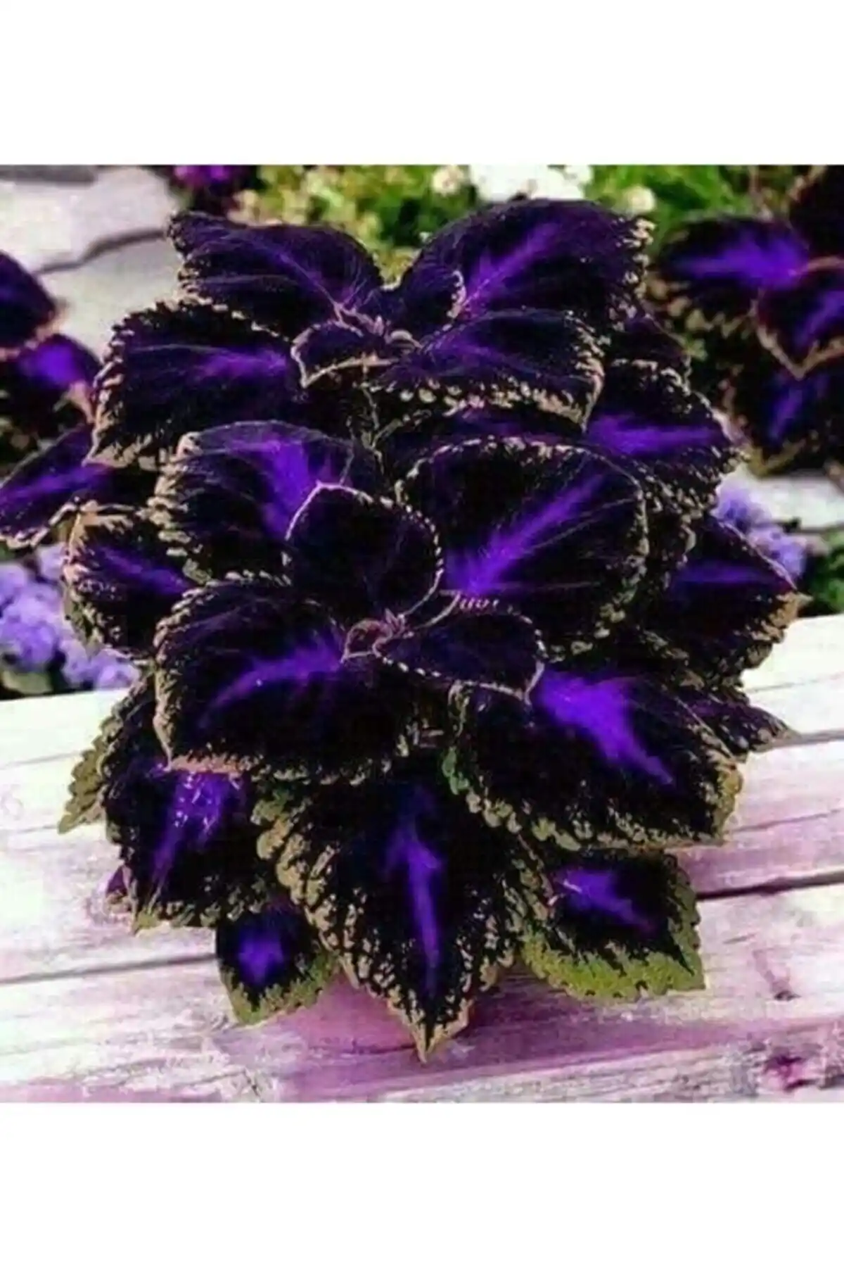 Bahçenize Renk ve Canlılık Katacak Yaprak Güzeli Çiçek Tohumu 10'lu Paket