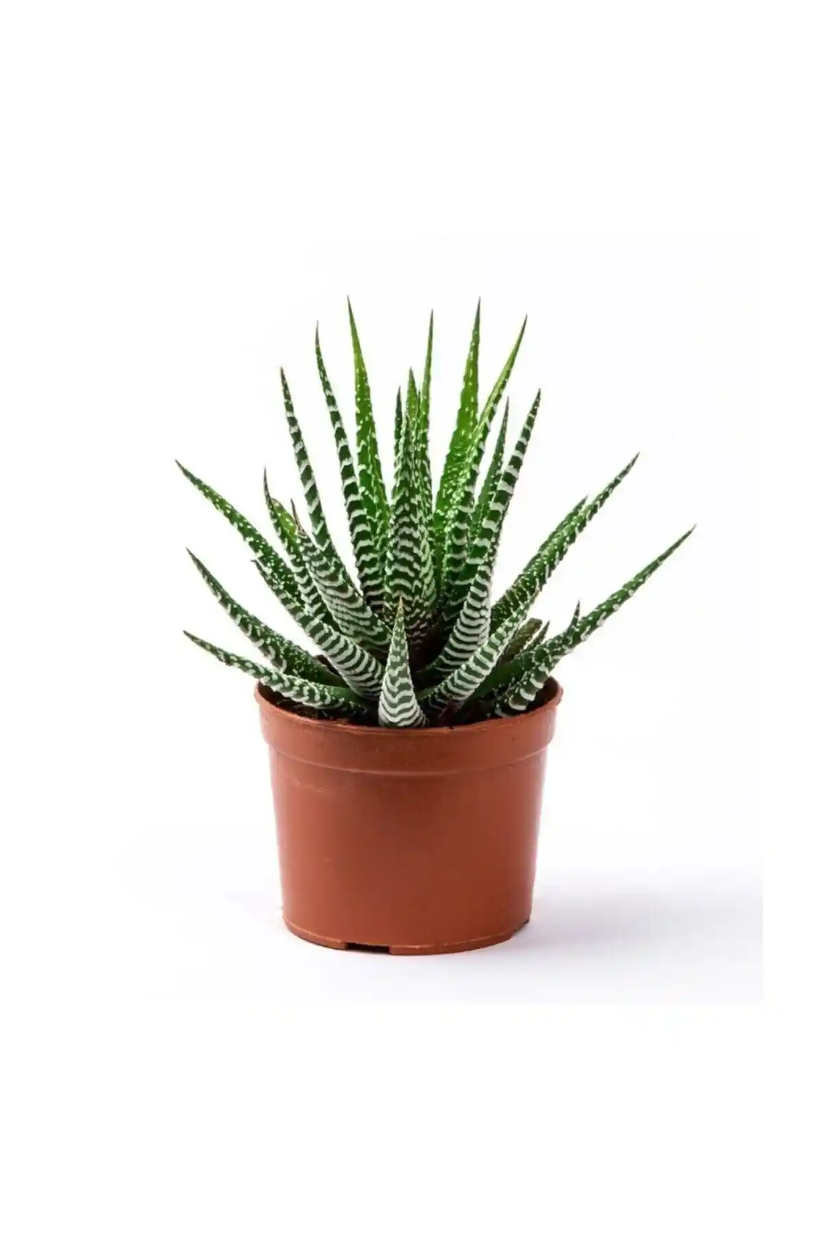 BARIŞ Kaktüs Sukulent Haworthia Fasciata: Doğal ve Dayanıklı İç Mekan Bitkisi Seçenekleri