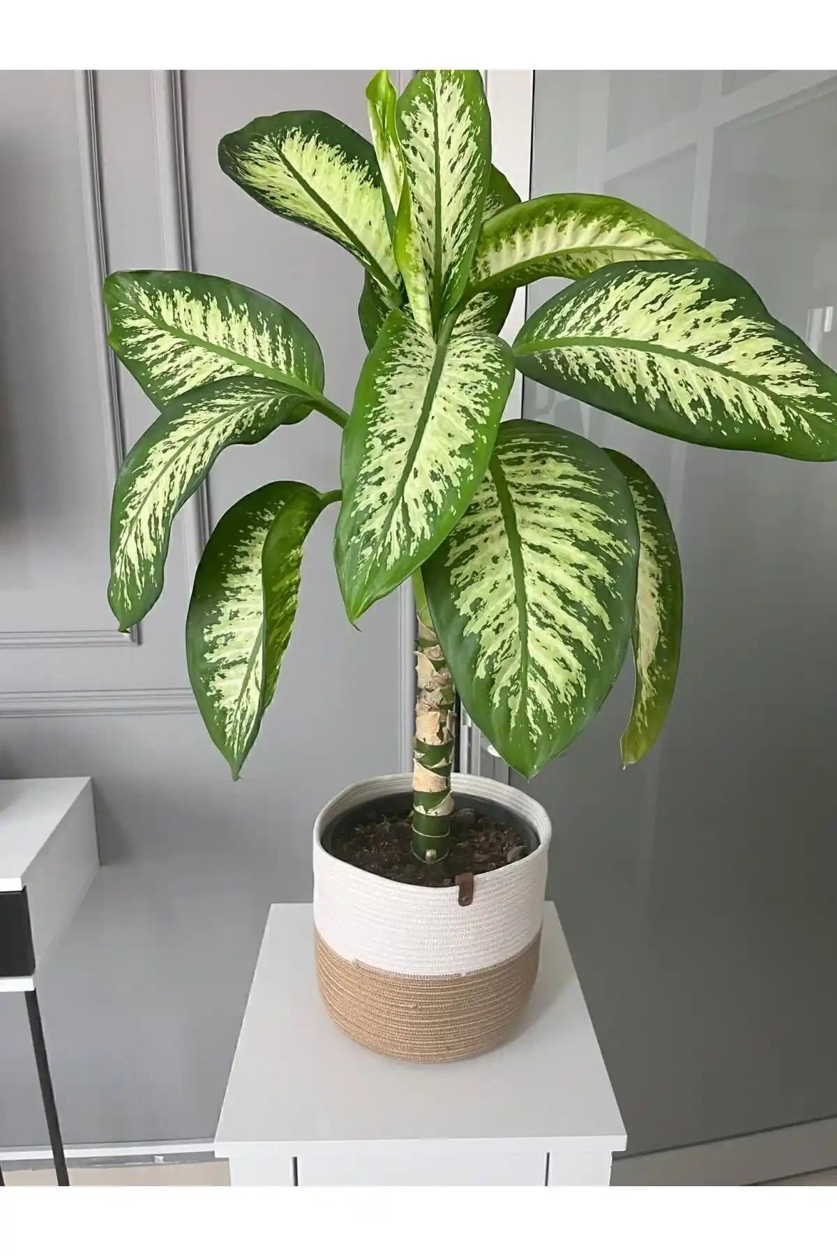 BEVEZ HOME Hasır Saksılık ile Doğal ve Çok Yönlü Dekorasyon Çözümleri