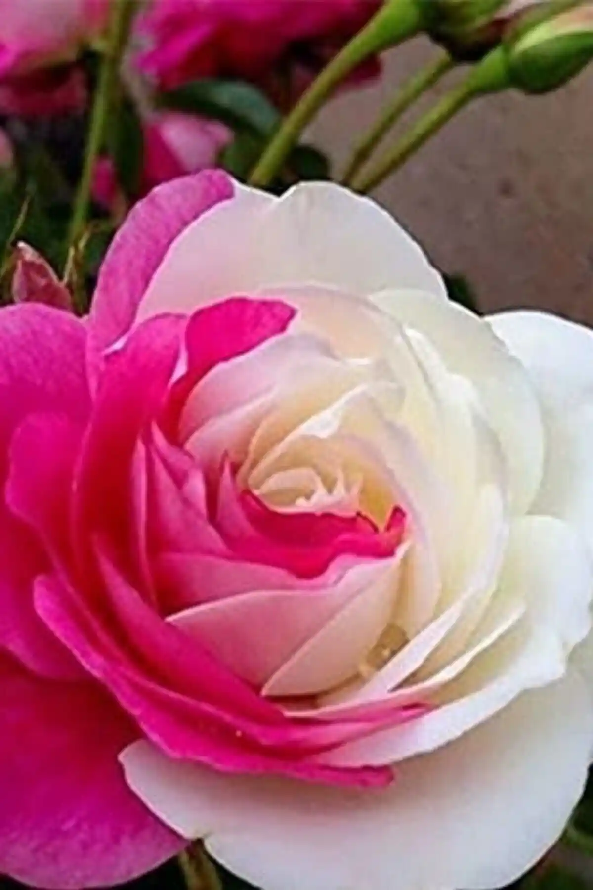 Beyaz Pembe Sihirbaz Gül Fidesi: Doğal Güzellik ve Bahçe Dekorasyonu İçin Ideal