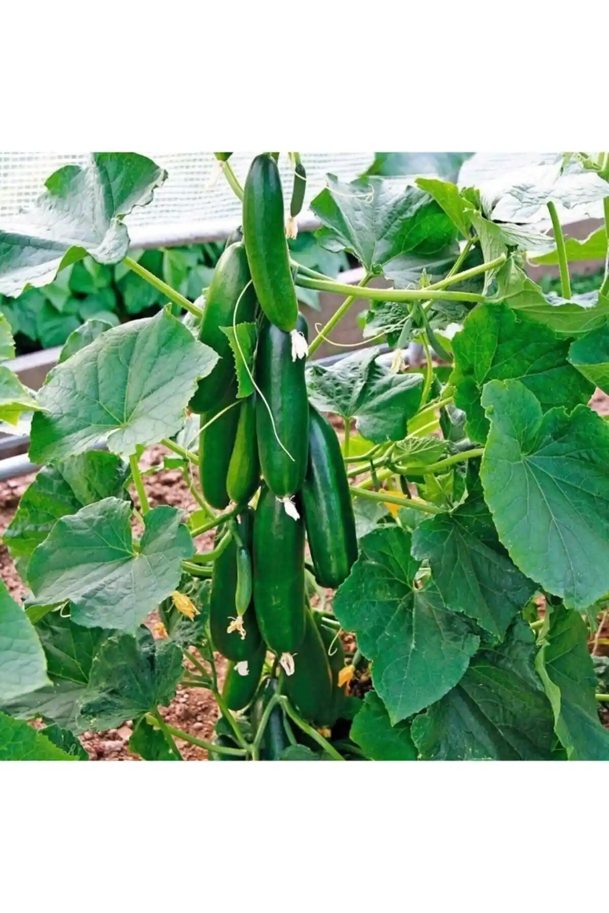 Bitki Dizayn Çıtır Çengelköy Salatalık Fidesi: Organik ve Çok Yönlü Bahçe ve İç Mekan Yetiştiriciliği