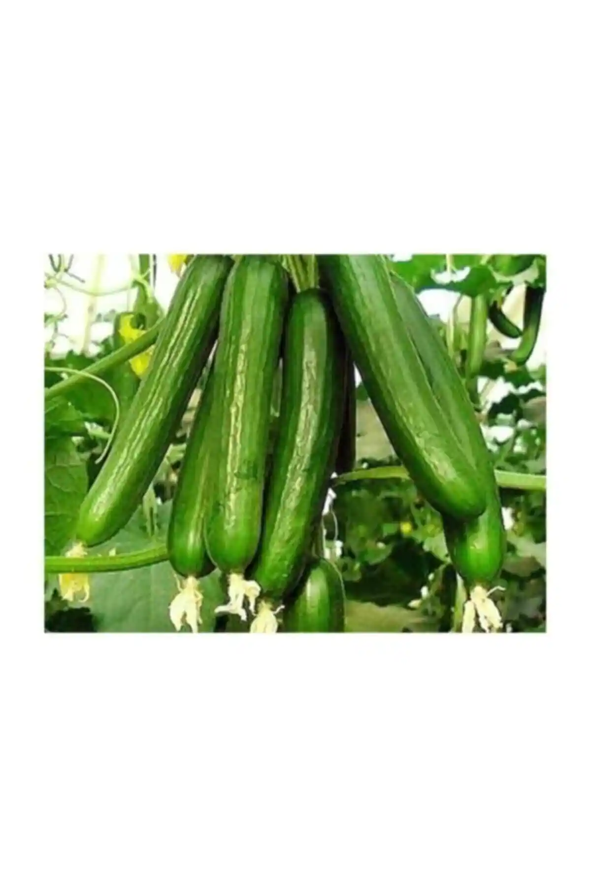 Çam Tohumculuk Erkenci Badem Salatalık Tohumu: Yüksek Verim ve Kolay Ekim Özellikleri