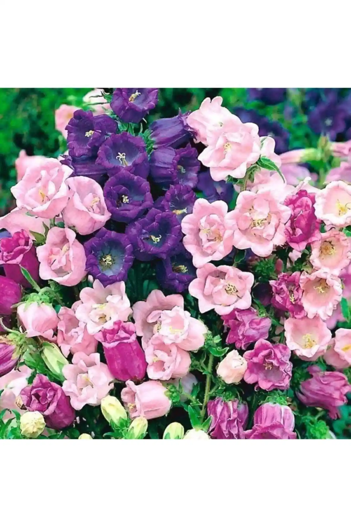 Çan Çiçeği Tohumu: Bahar ve Yaz Aylarında Renkli Bahçe ve Balkon Süsü İçin Uygun