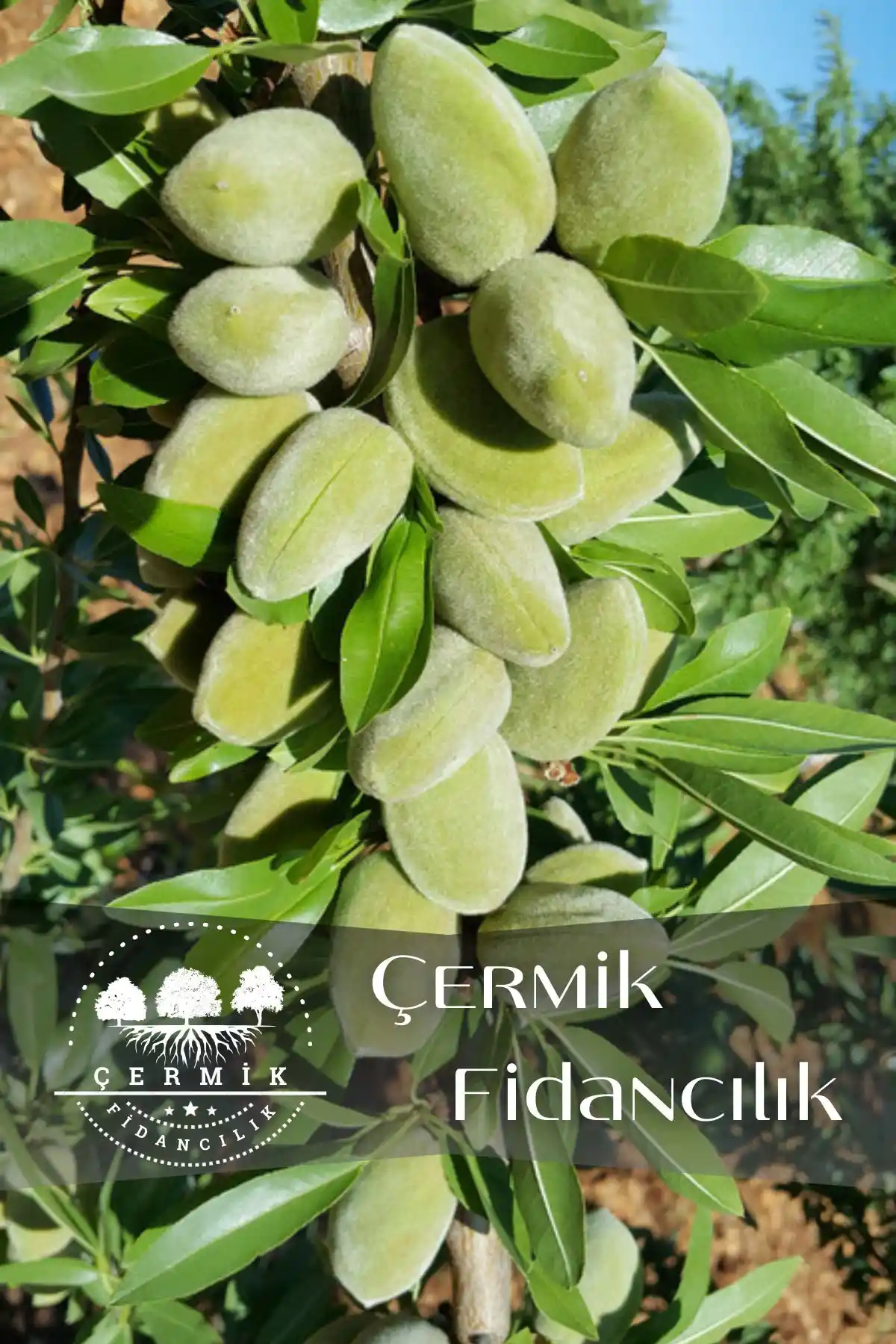 Çermik Fidancılık Ferragnes ve Ferraduel Badem Fidanı - Dayanıklı ve Sağlıklı Ürünler