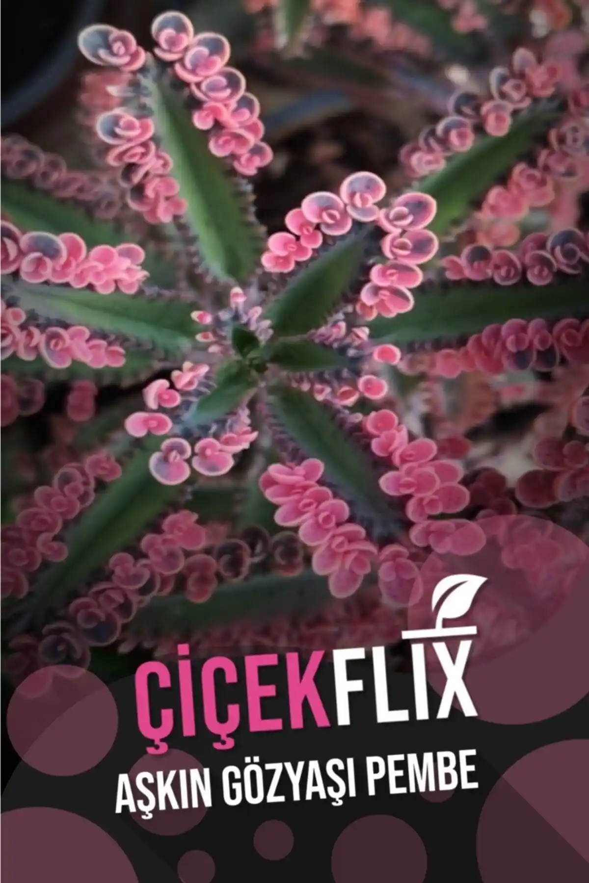 Çiçekflix Aşkın Gözyaşı Pembe Özel Seri Nadir Çiçek Dekoratif Bitki