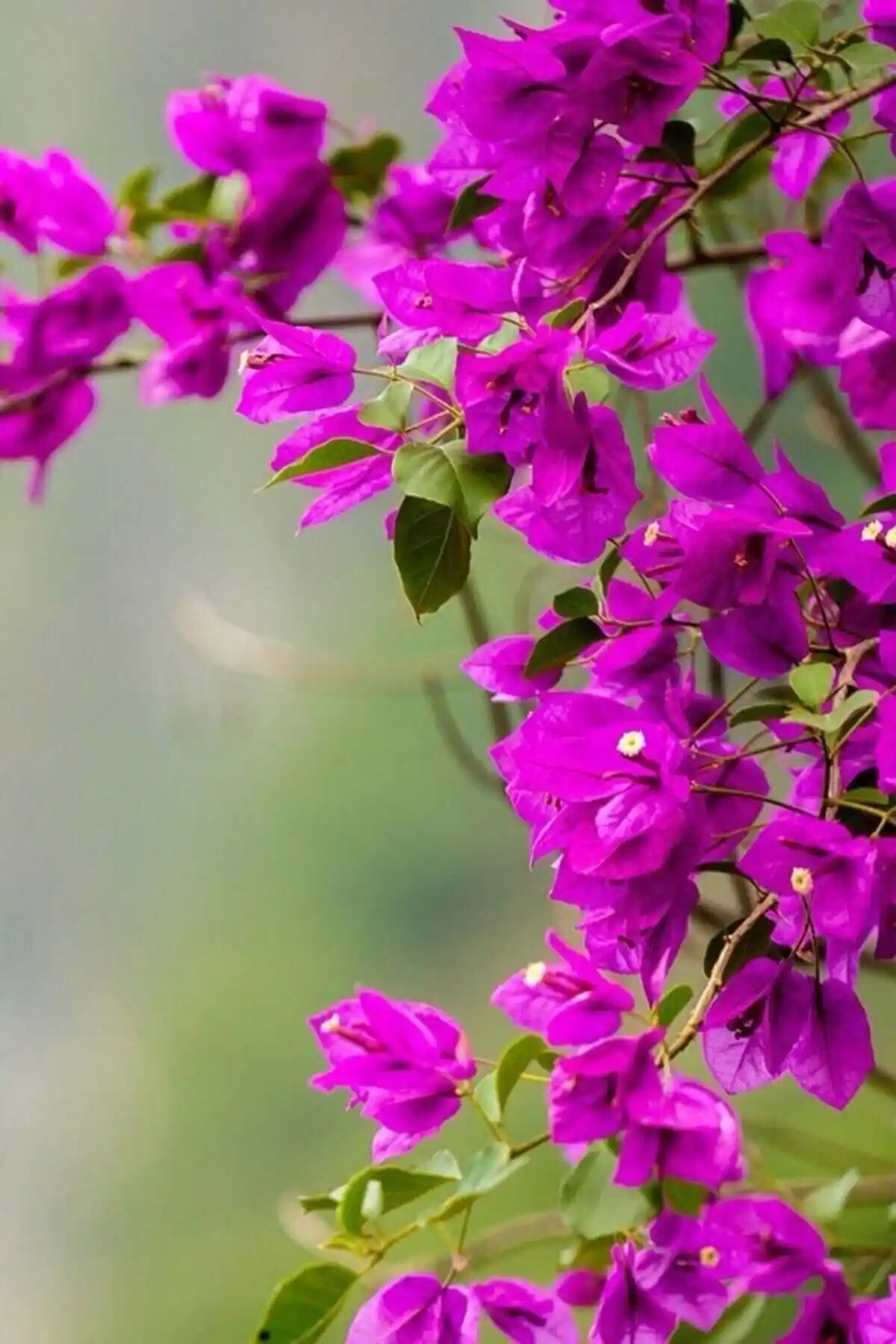 ÇİÇEKFLİX Begonvil Sarmaşık: Dayanıklı ve Estetik Bahçe ve İç Mekan Bitkisi