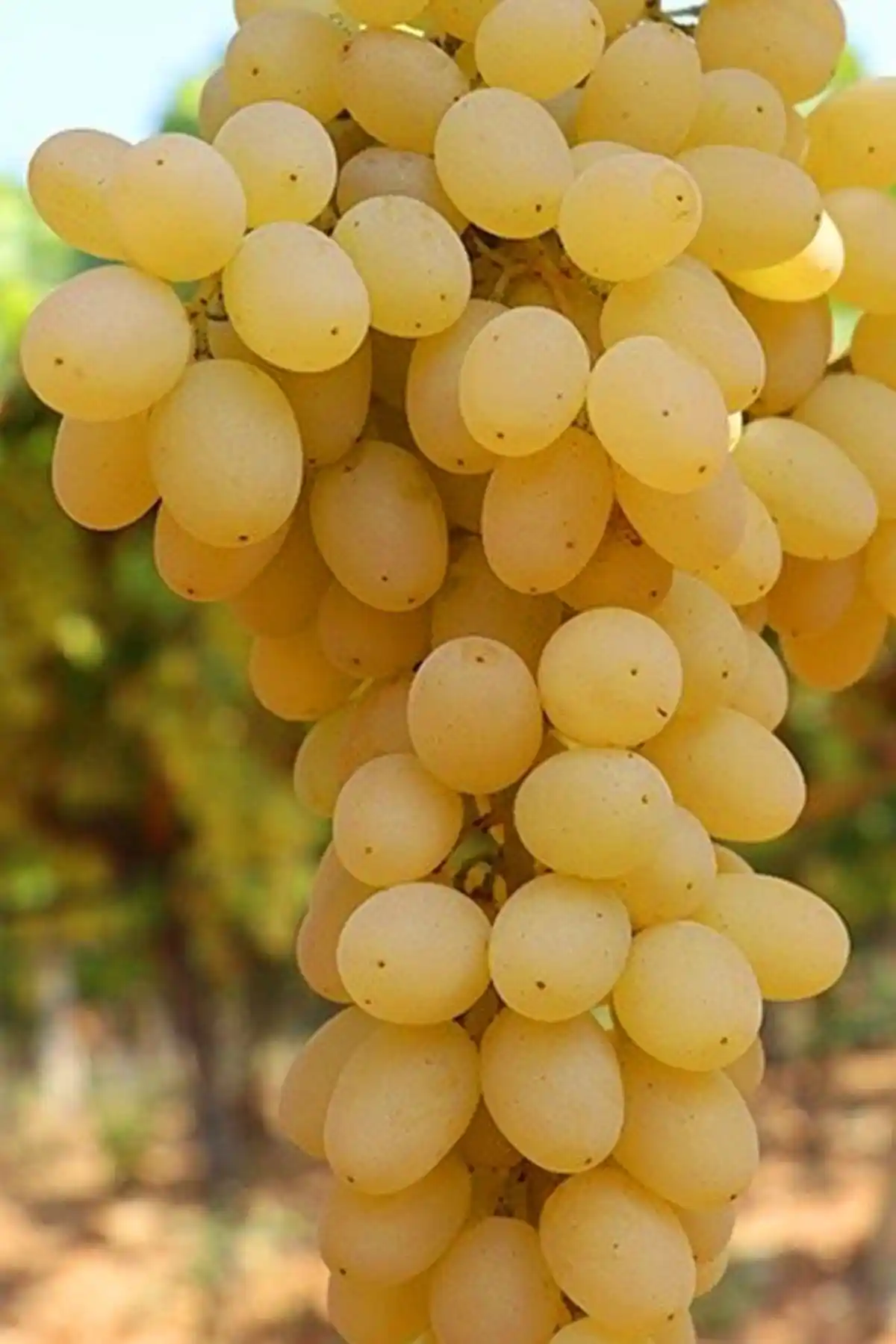 ÇİÇEKFLİX Beyaz Üzüm Fidanı: Bahçenize Doğal Güzellik ve Lezzet Katın