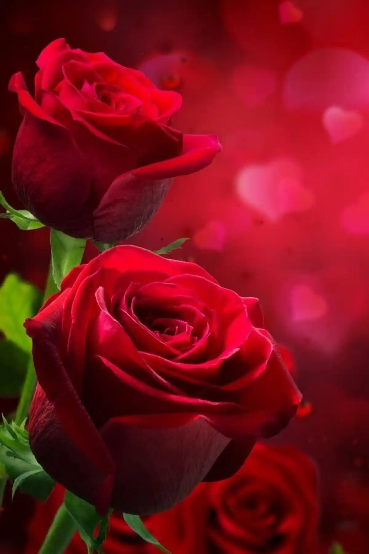 ÇİÇEKFLİX Bodur Kırmızı Gül Fidesi: Doğal Kokulu ve Dayanıklı Bahçe Bitkisi