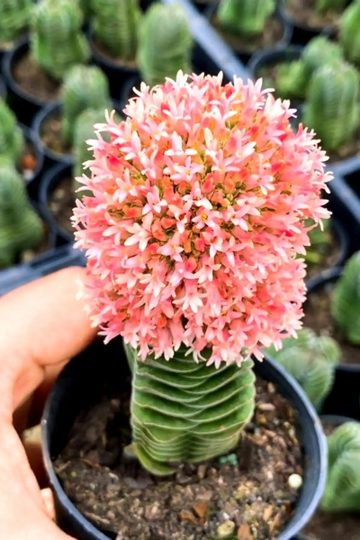 ÇİÇEKFLİX Buda Sukulenti: Küçük Boyutuyla Estetik İç Mekan Dekorasyonu İçin Ideal