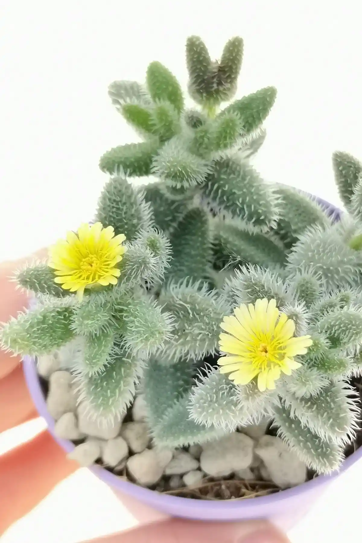 ÇİÇEKFLİX Delosperma Sukulent Kaktüs 5.5cm Mini Boy: Bakımı Kolay ve Estetik Bir Dekoratif Bitki