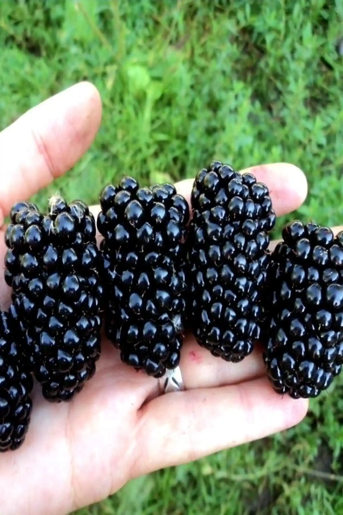 ÇİÇEKFLİX Dikensiz Aşılı Tatlı Böğürtlen Fidanı - Sağlıklı ve Dayanıklı Bahçe Bitkisi