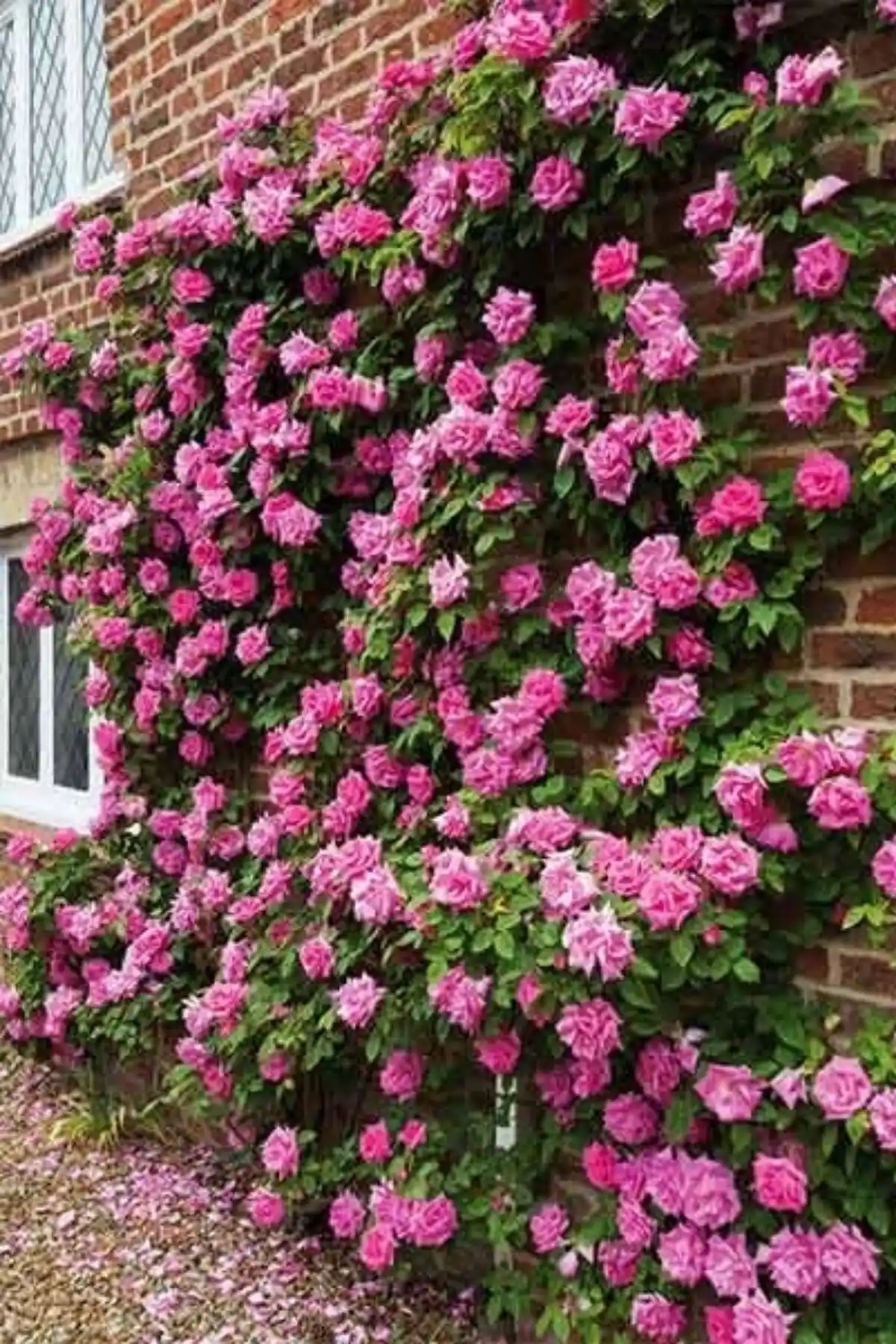 ÇİÇEKFLİX Duvar ve Balkon Saran Gül Fidesi: Estetik ve Dayanıklı Bahçe Bitkisi