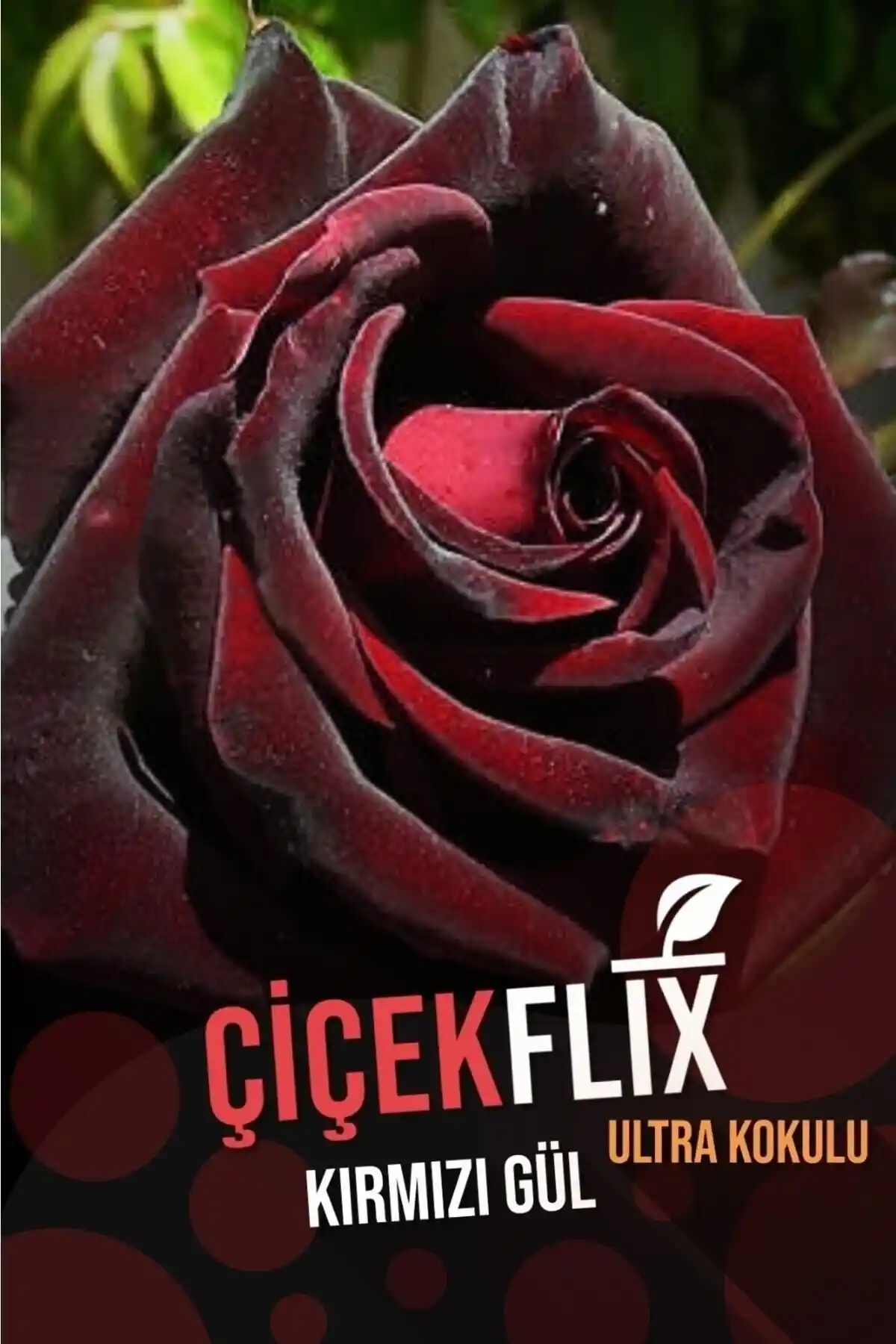ÇİÇEKFLİX Kırmızı Siyah Gül Fidanı: Dayanıklı ve Estetik Bahçe ve Saksı Bitkisi