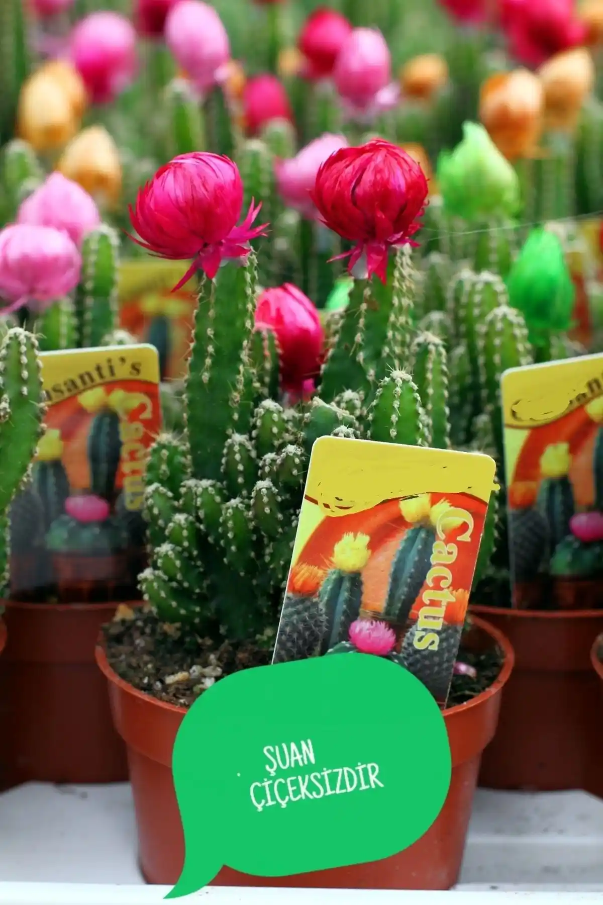 ÇİÇEKFLİX Radyasyon Emici Kaktüs: Estetik ve Sağlık Dostu Bitki Seçenekleri