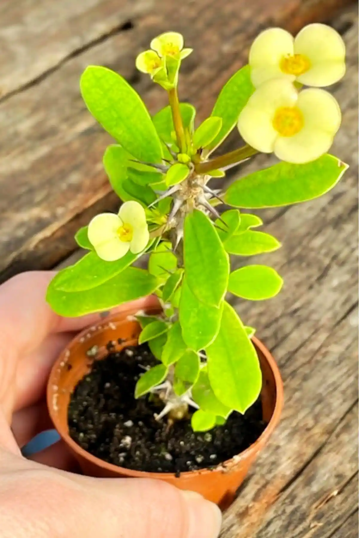 ÇİÇEKFLİX Sarı Dikenler Tacı: Enerjik ve Şık Dekoratif Aksesuar