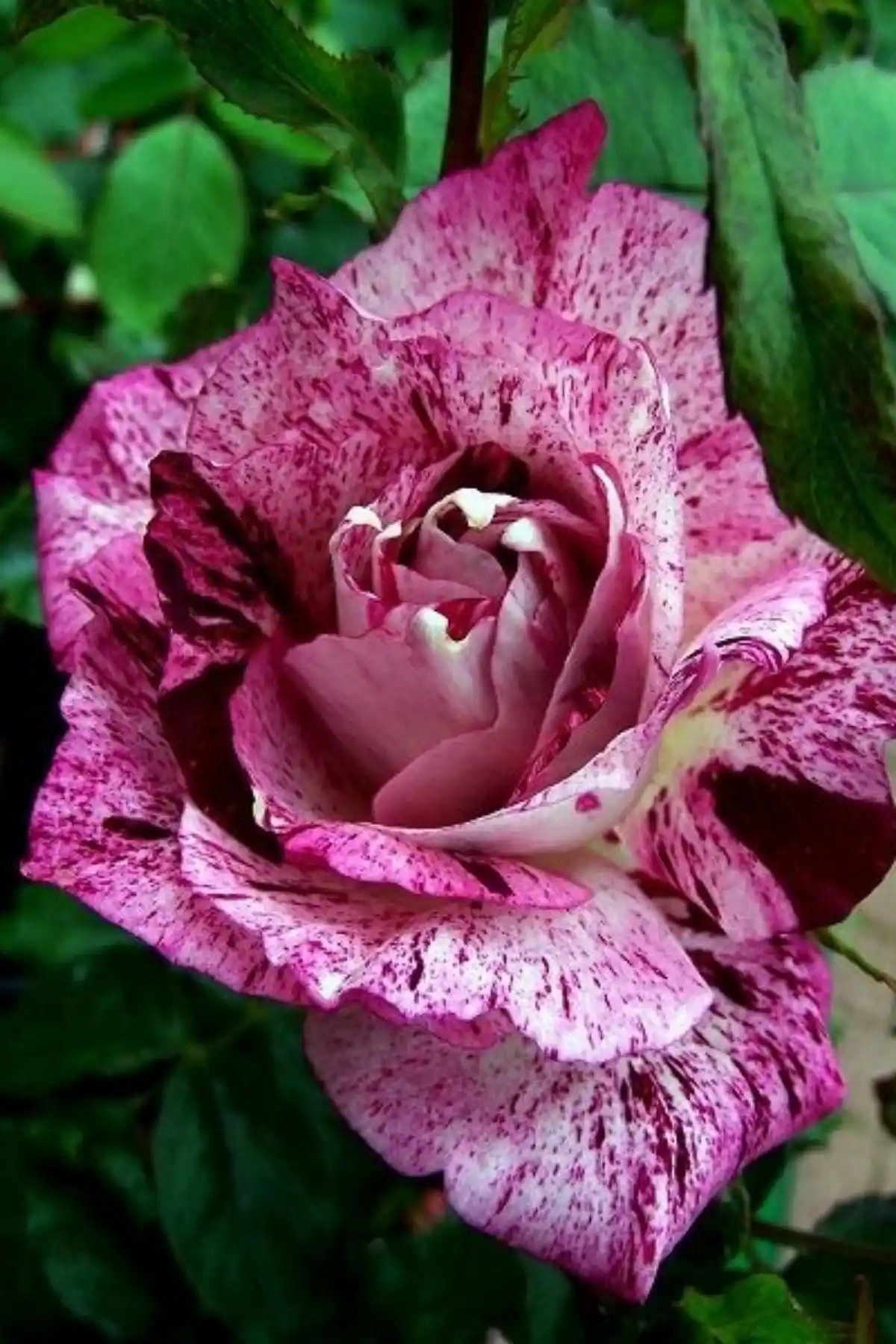 ÇİÇEKFLİX Sihirbaz Kokulu Gül Fidesi ile Bahçe ve İç Mekan Dekorasyonunu Zenginleştirin