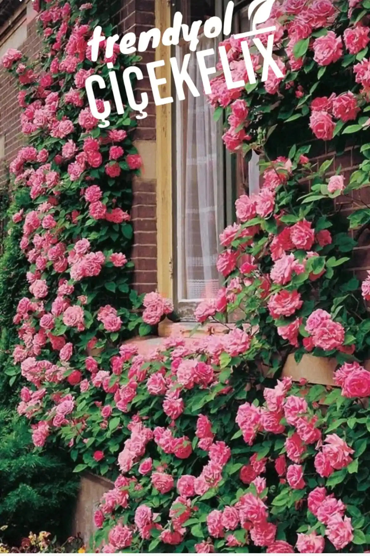 ÇİÇEKFLİX Ultra Kokulu Yediveren Sarmaşık ve Pembe Gül ile Bahçe ve İç Mekan Dekorasyonu