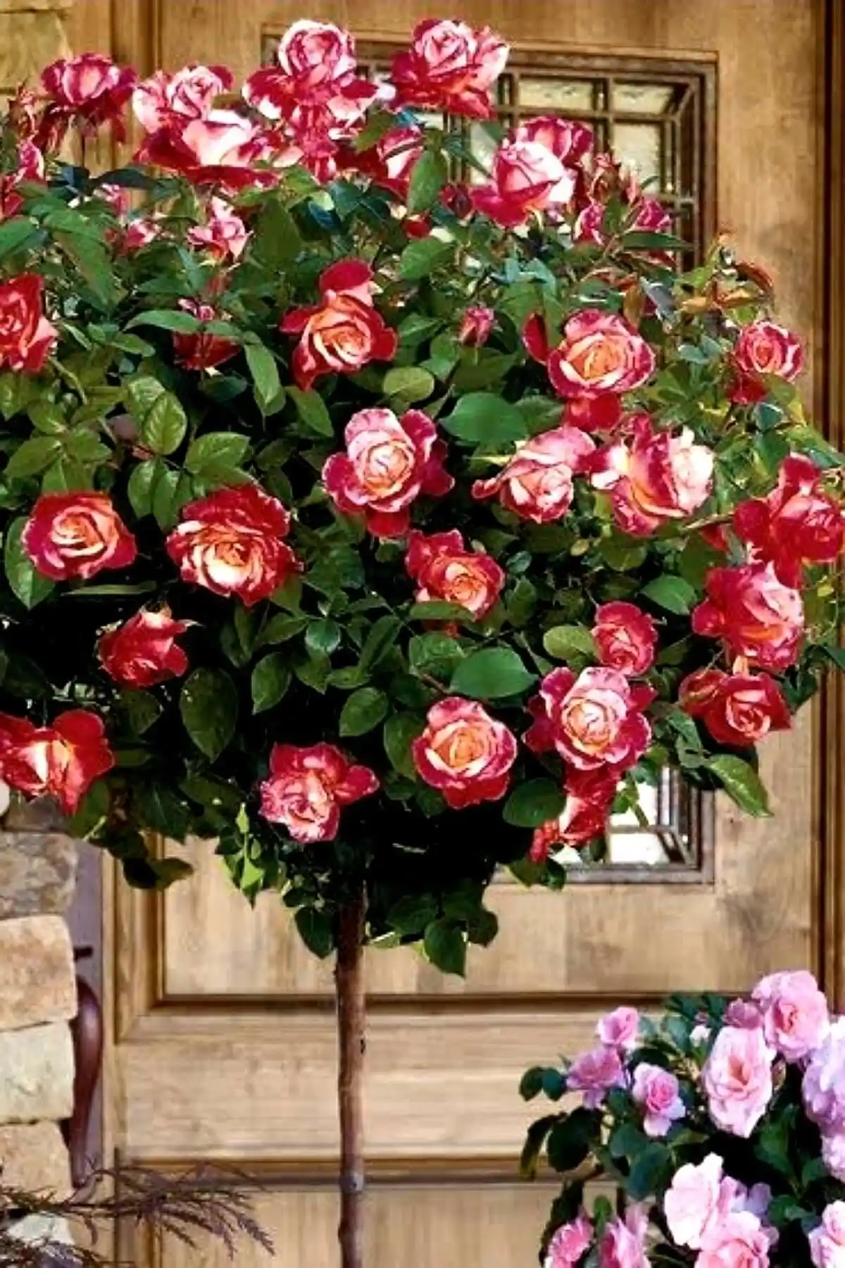 Çift Renkli Açık Kök Gül Bahçe Dekorasyonu ve Bakım İpuçları