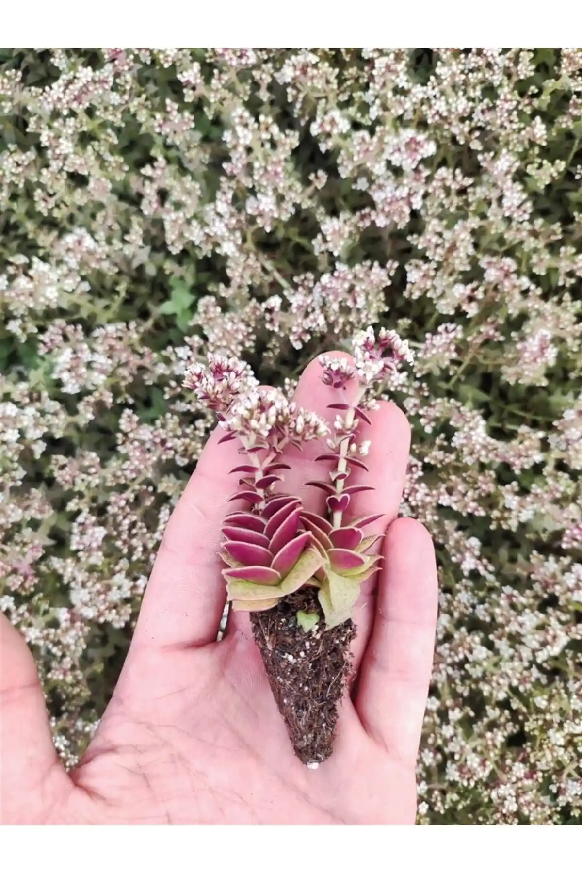 Crassula Exilis Picturata Fidesi: Bakımı Kolay, Dayanıklı ve Estetik Sukulent Bitki Seçenekleri