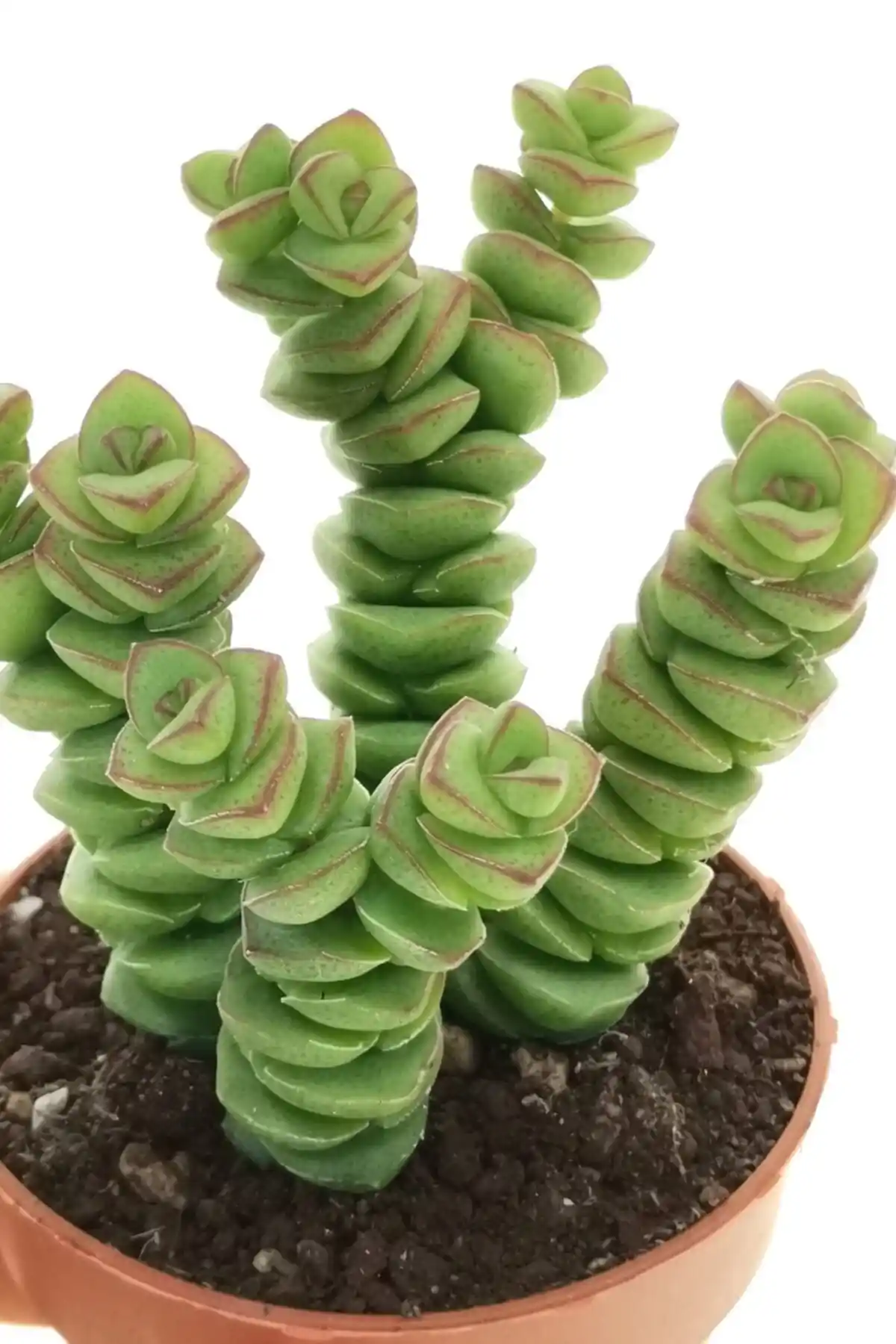 Crassula Marnieriana Sukulent: Küçük Boyutuyla Dekorasyon ve Bakım Avantajları