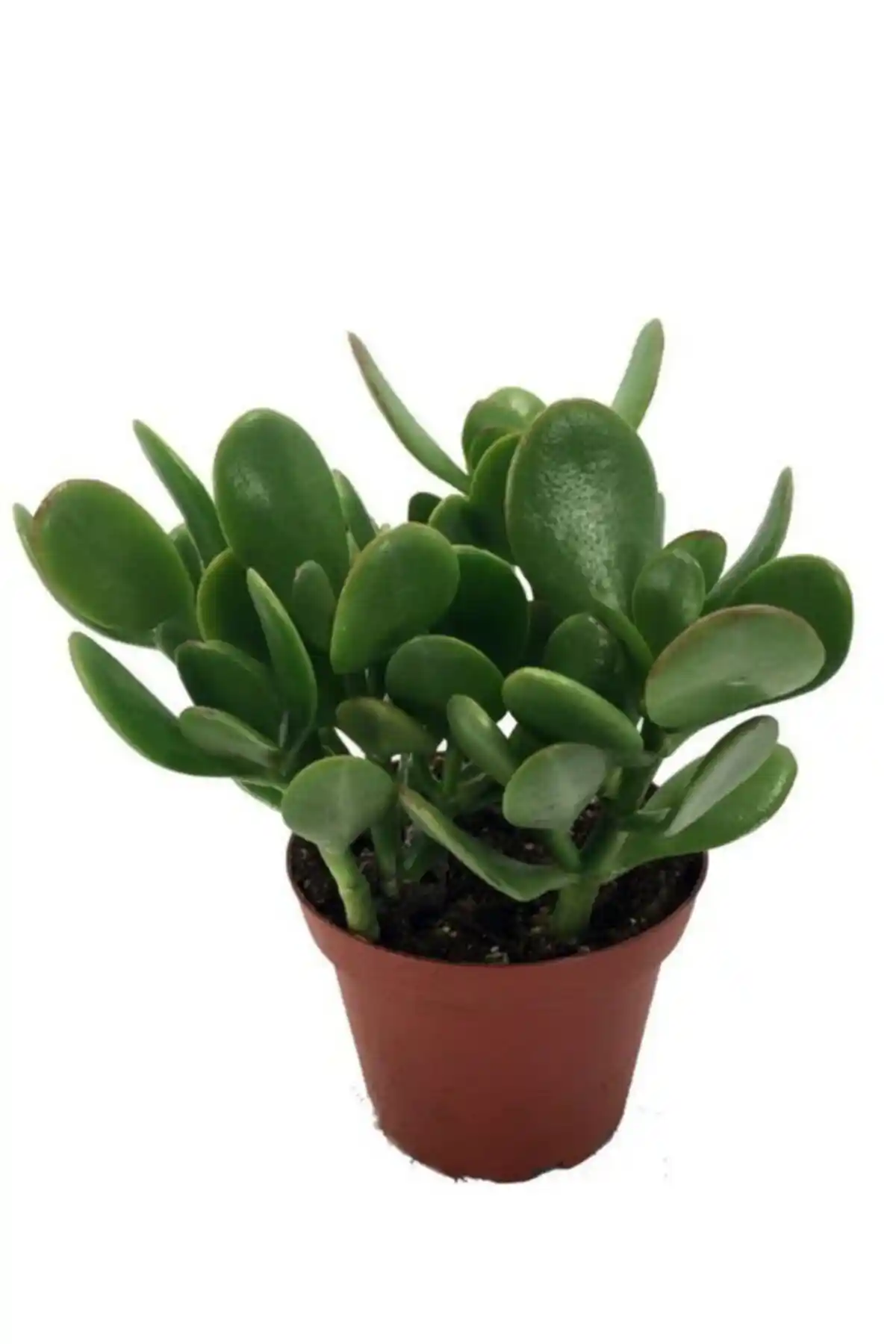 Crassula Ovata Şans-Para Çiçeği: Düşük Bakımlı Dayanıklı Sukulent ve Dekoratif Bitki