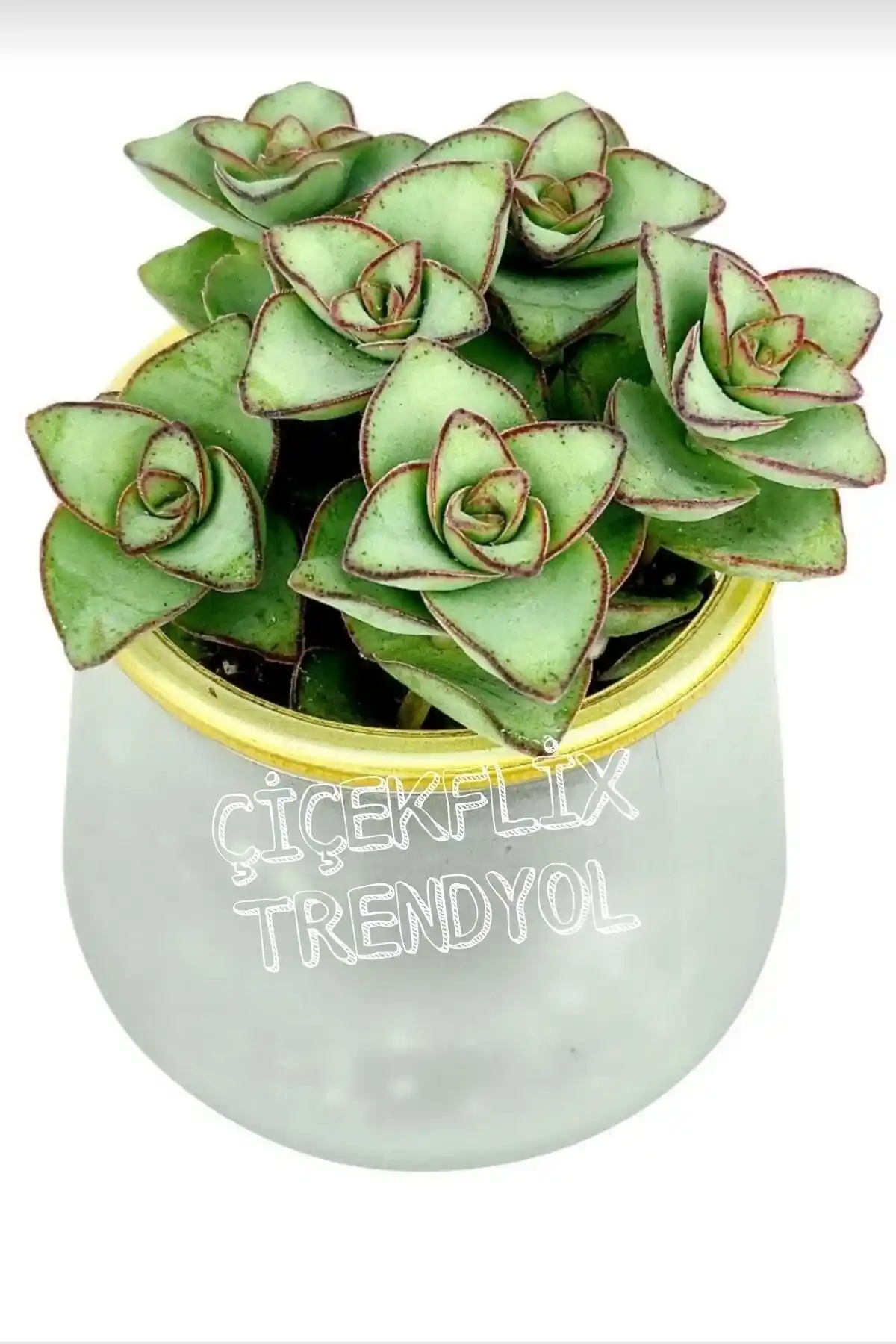 Crassula Perforata Sukulent: Estetik ve Kolay Bakımıyla İç ve Dış Mekan Dekoru