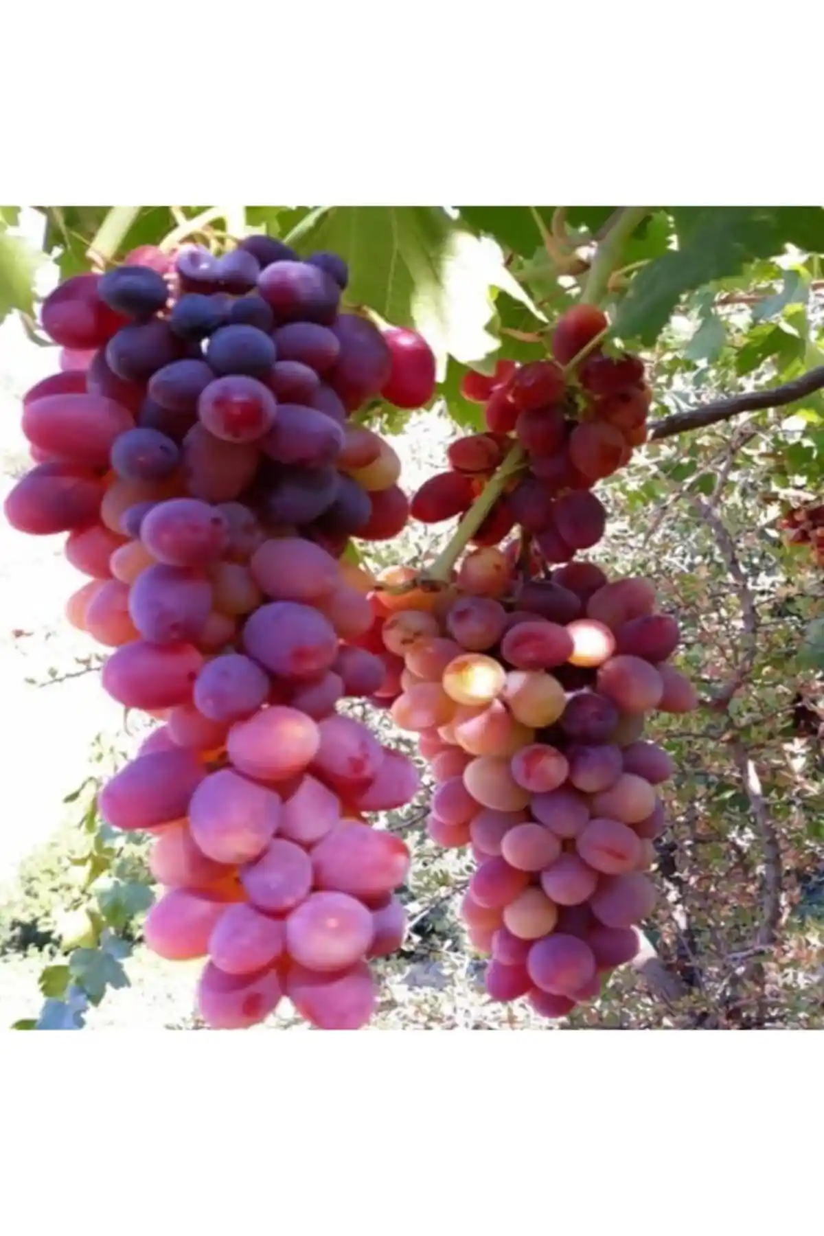 Crimson Seedles Çekirdeksiz Üzüm Fidanı Bahçenize Renk ve Lezzet Katıyor