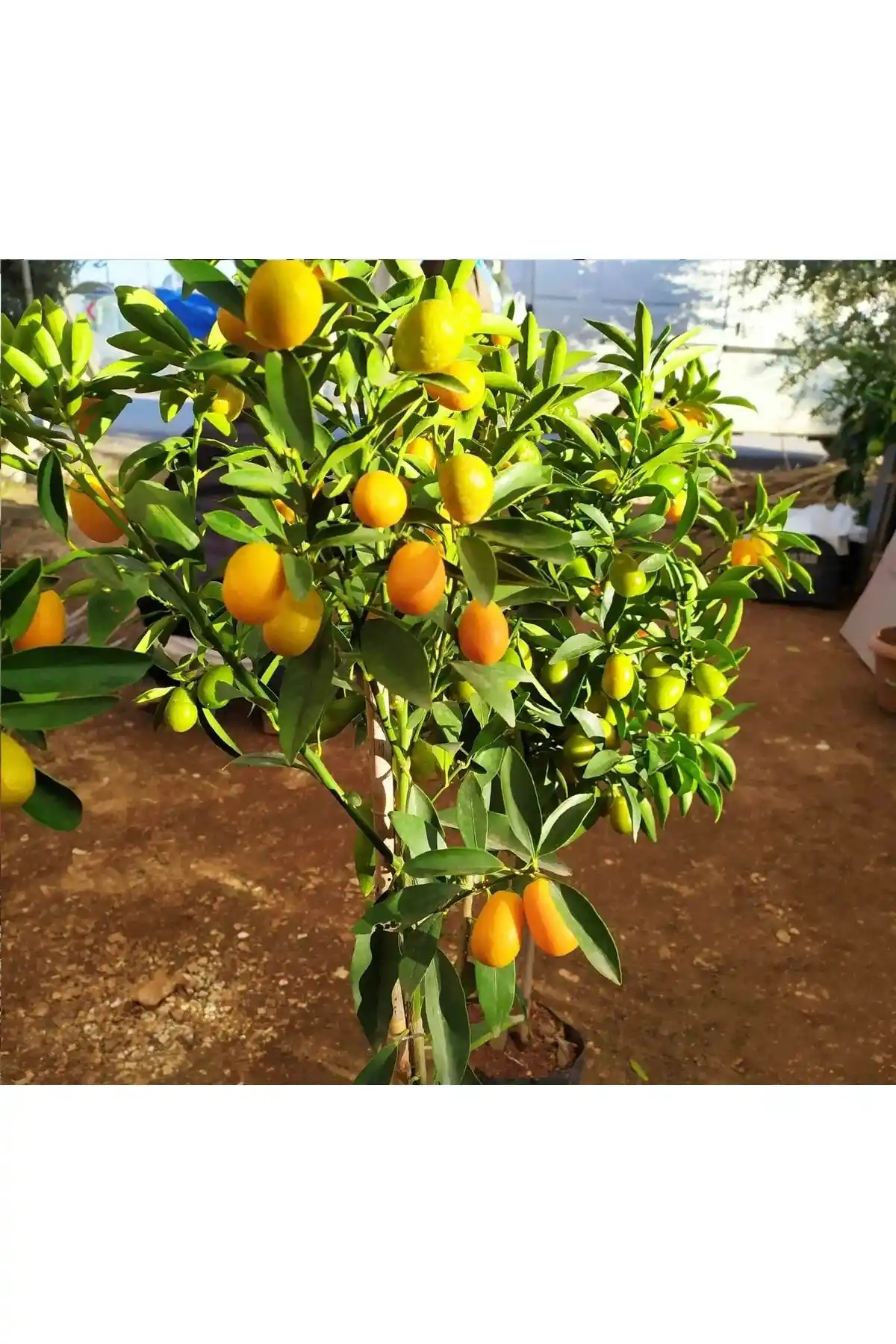 Damla Su Çiçek Kamkat Fidanı: Küçük Bahçeler ve Saksılar İçin Verimli Meyve Bitkisi