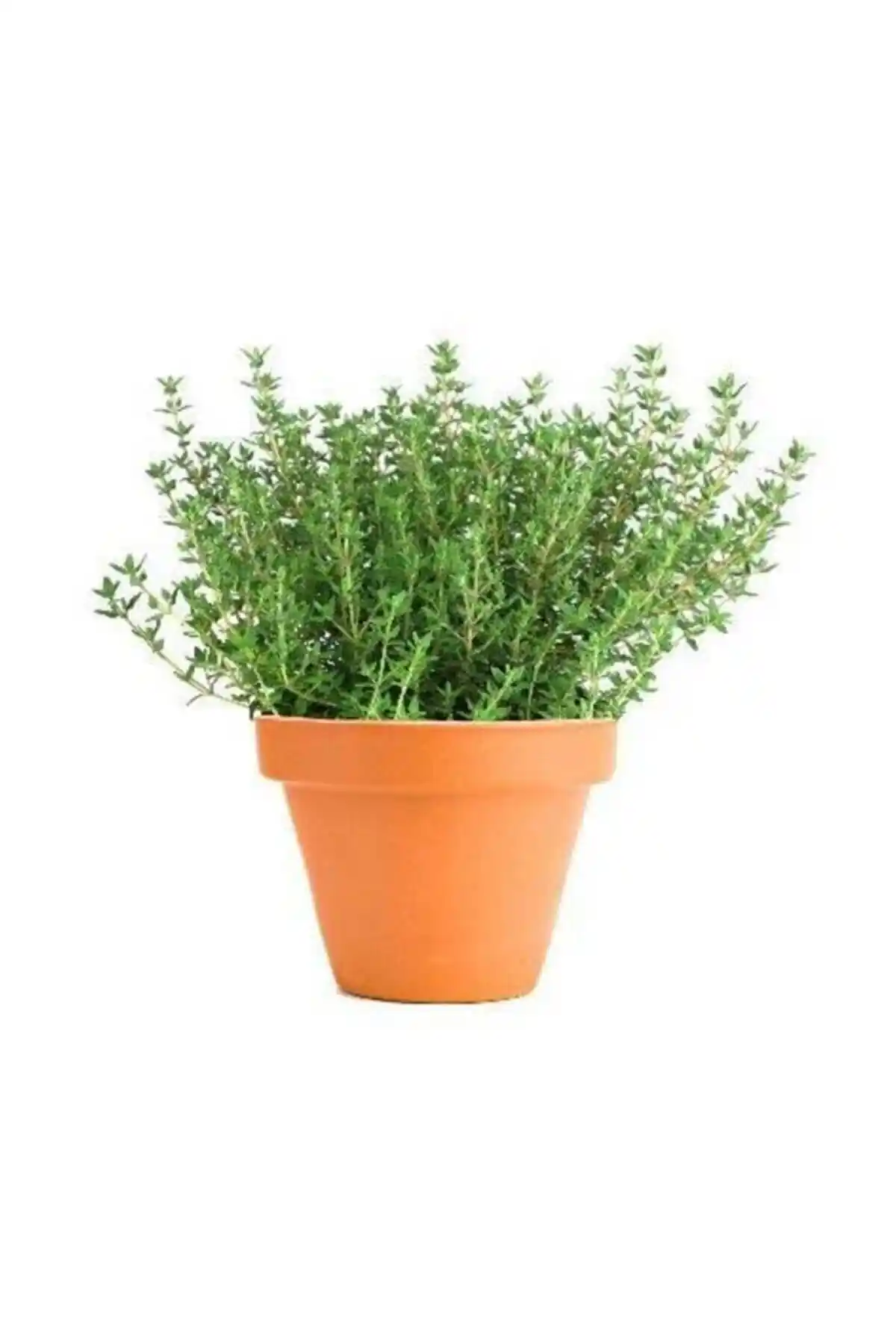 Doğal Aromatik Dağ Kekiği Tohumu ile Bahçenize Canlılık Katın