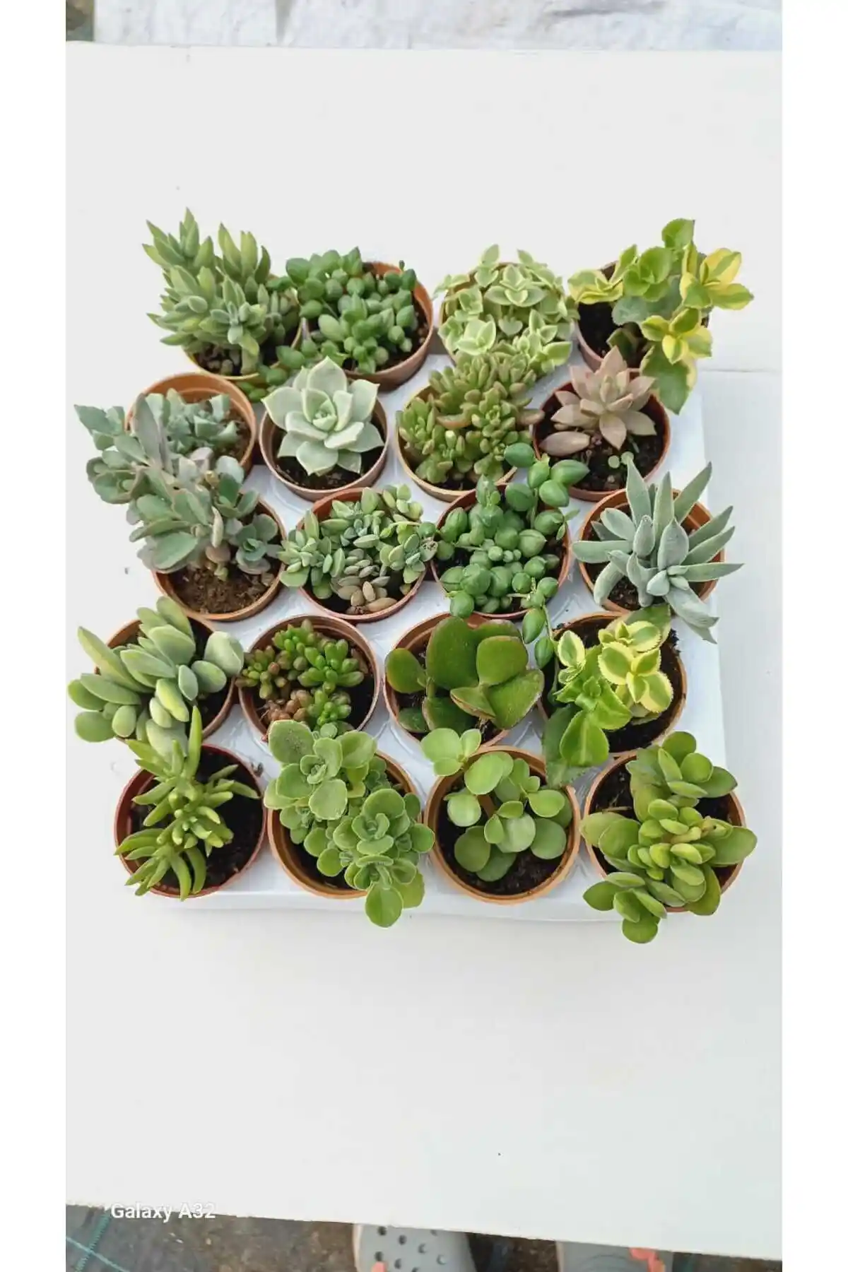 Ebruli Bahçem Sukulent Koleksiyonu 12 Farklı Tür Doğal ve Dayanıklı Bitki Seçeneği